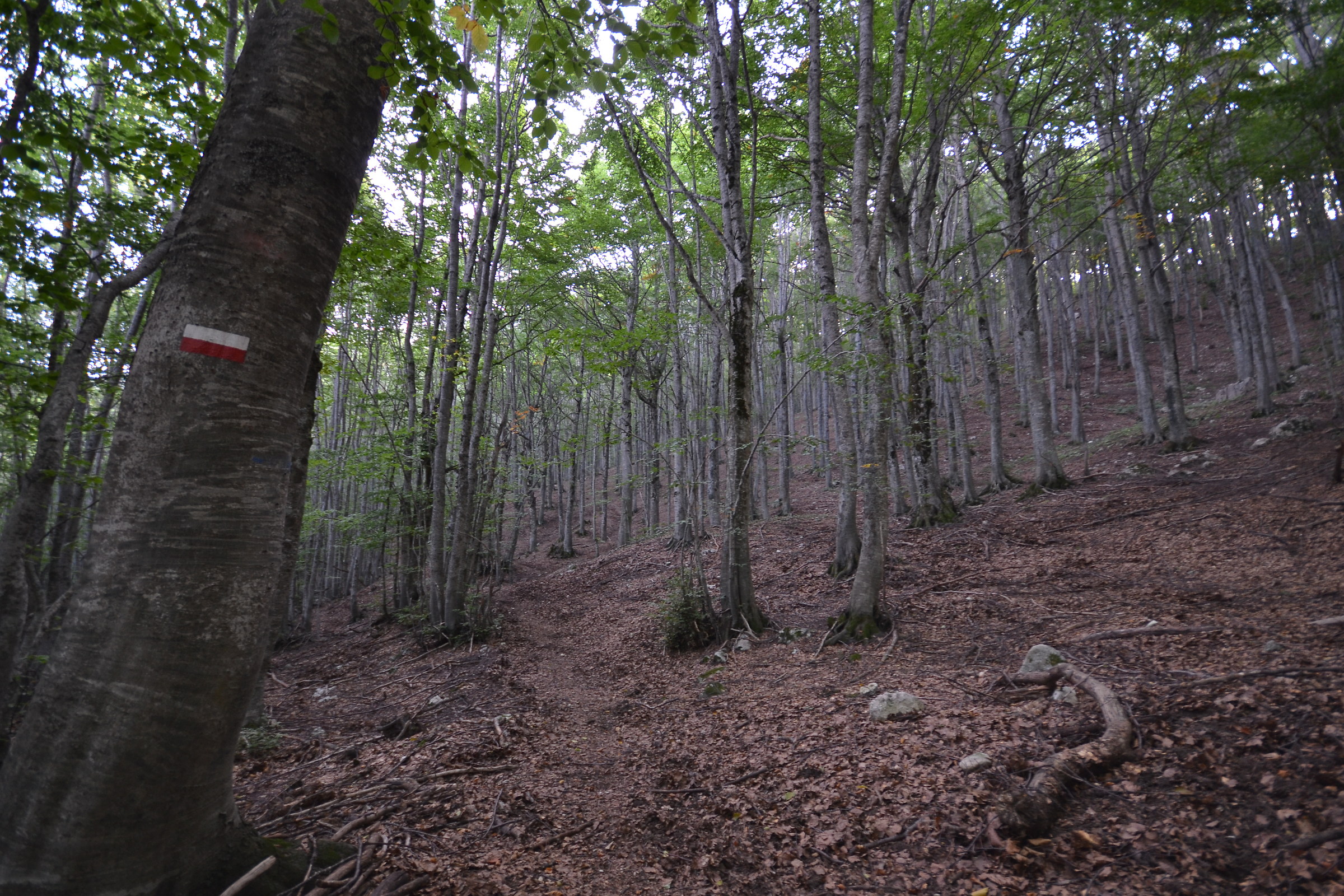 Rava's white mare - alone, into the wild