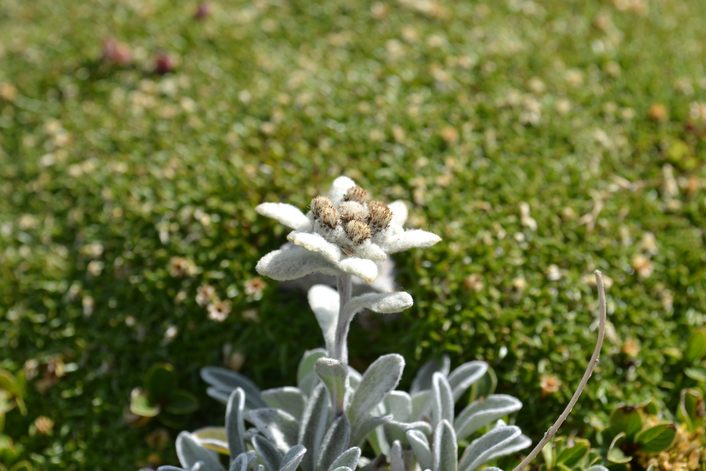 Summit of Mount Amaro - Stelutis Alpinis