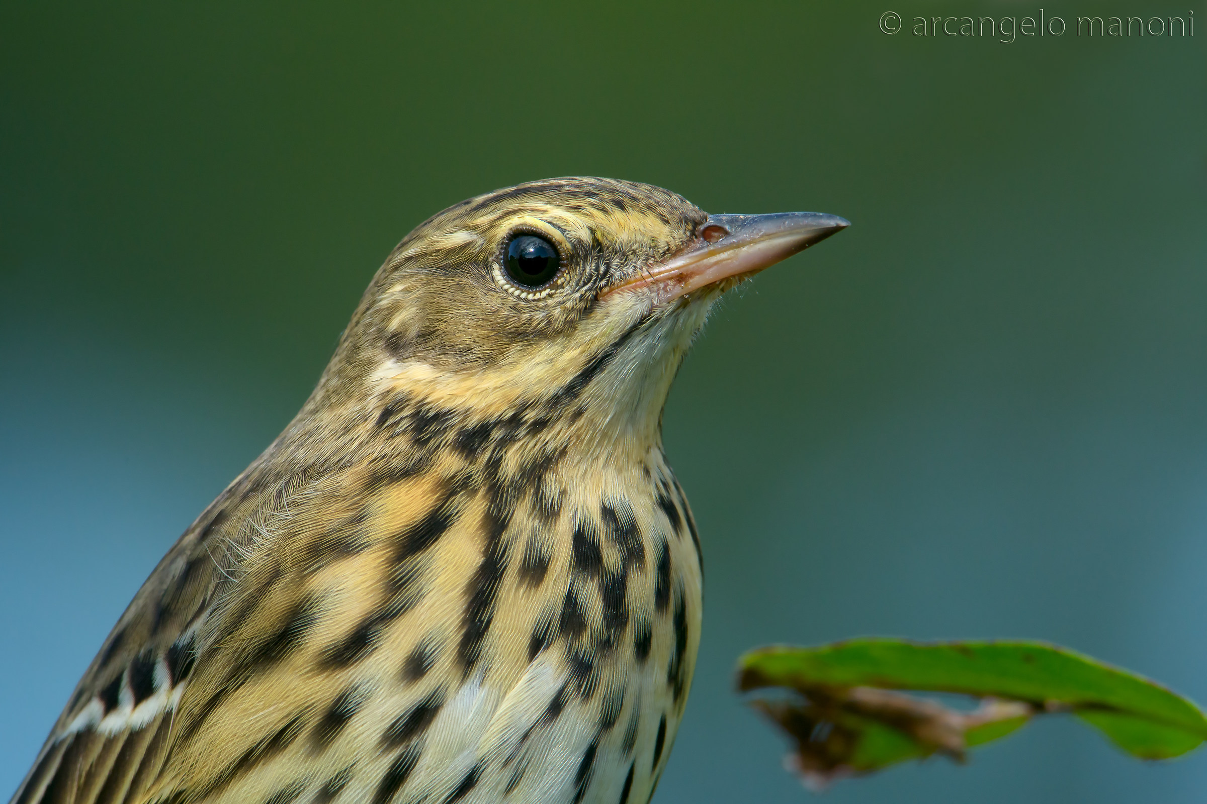 Ritratto nr 2 al prispolone  no crop