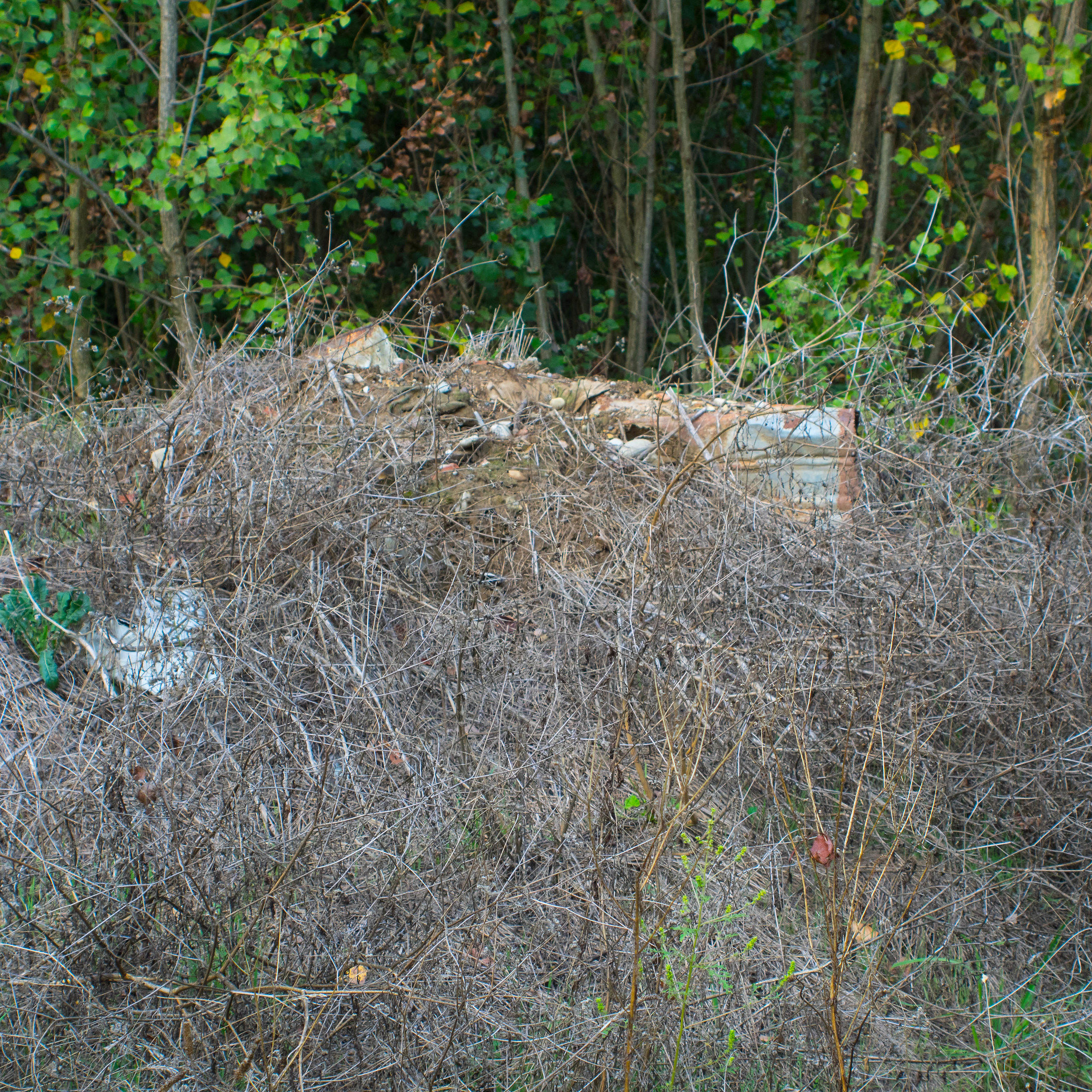 Sugli argini del Tidone