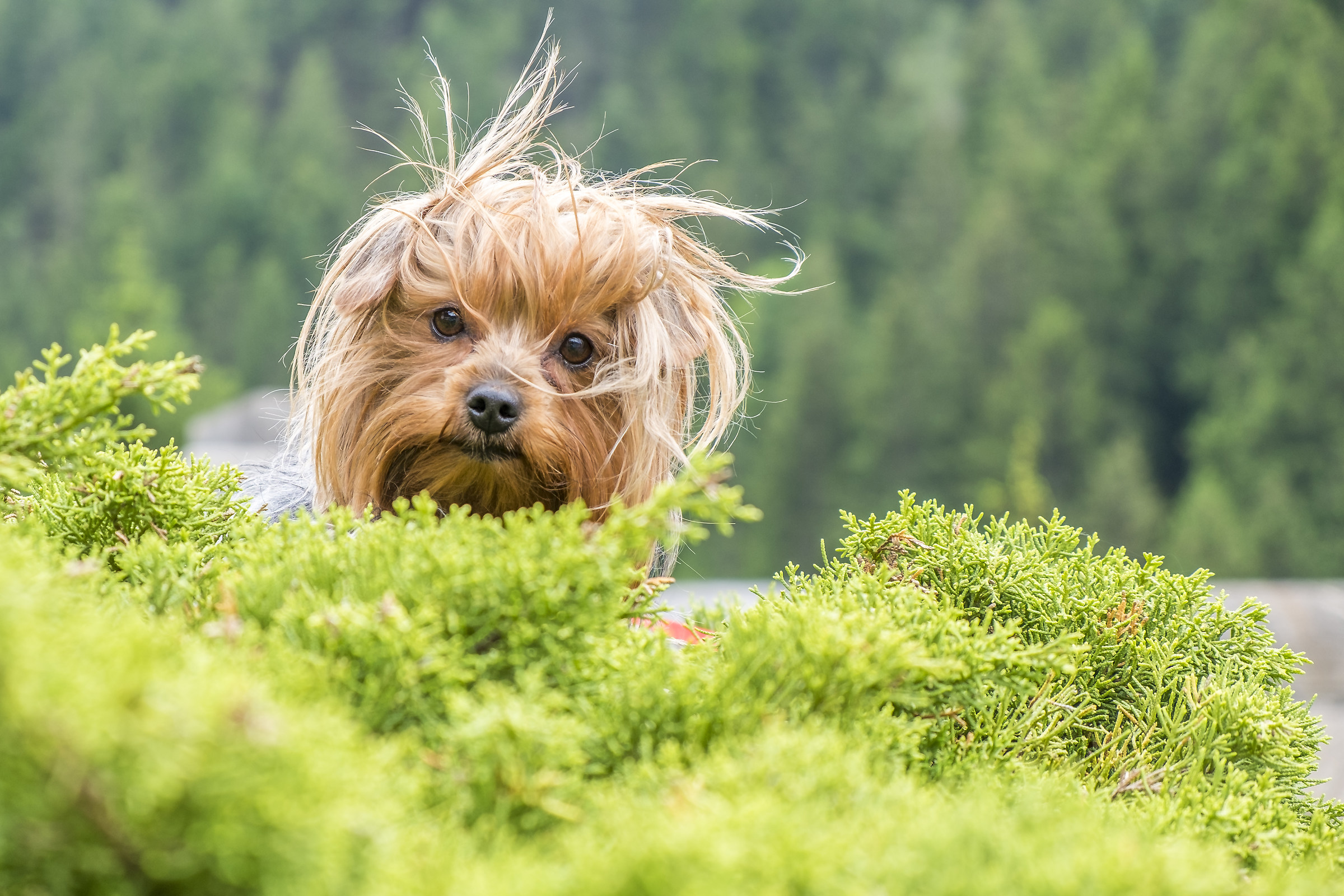 Molly my companion aventure