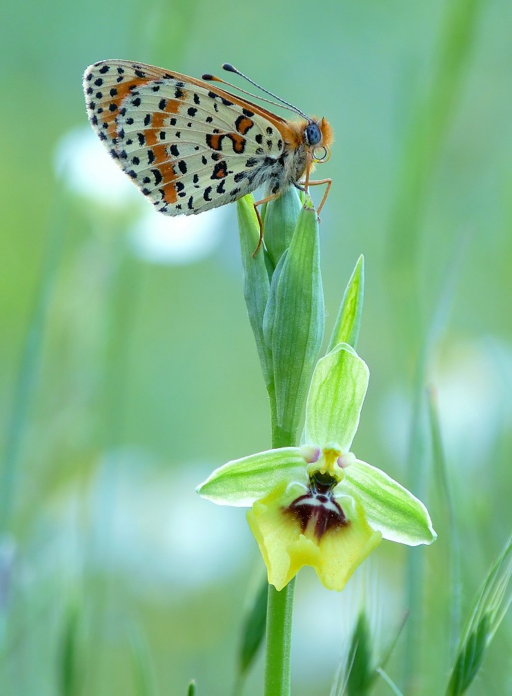 Ophrys lacaitae con ospite