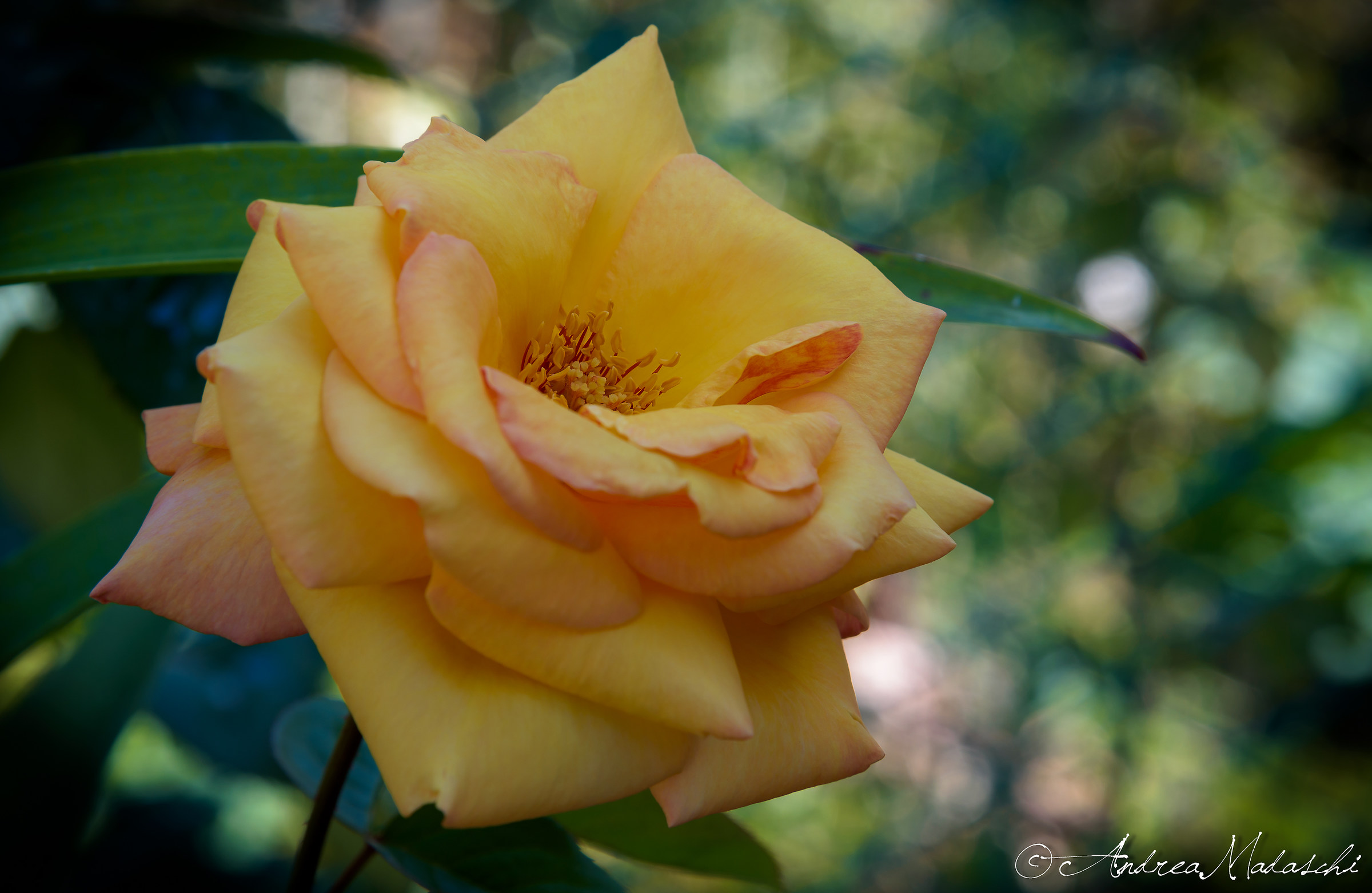 Sono bella solo per poco...