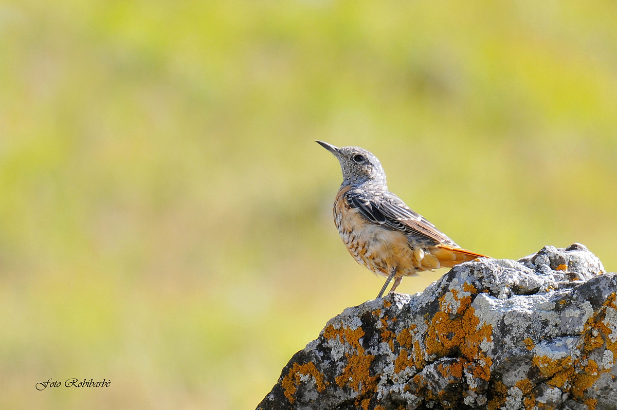 Codirossone mimetico...