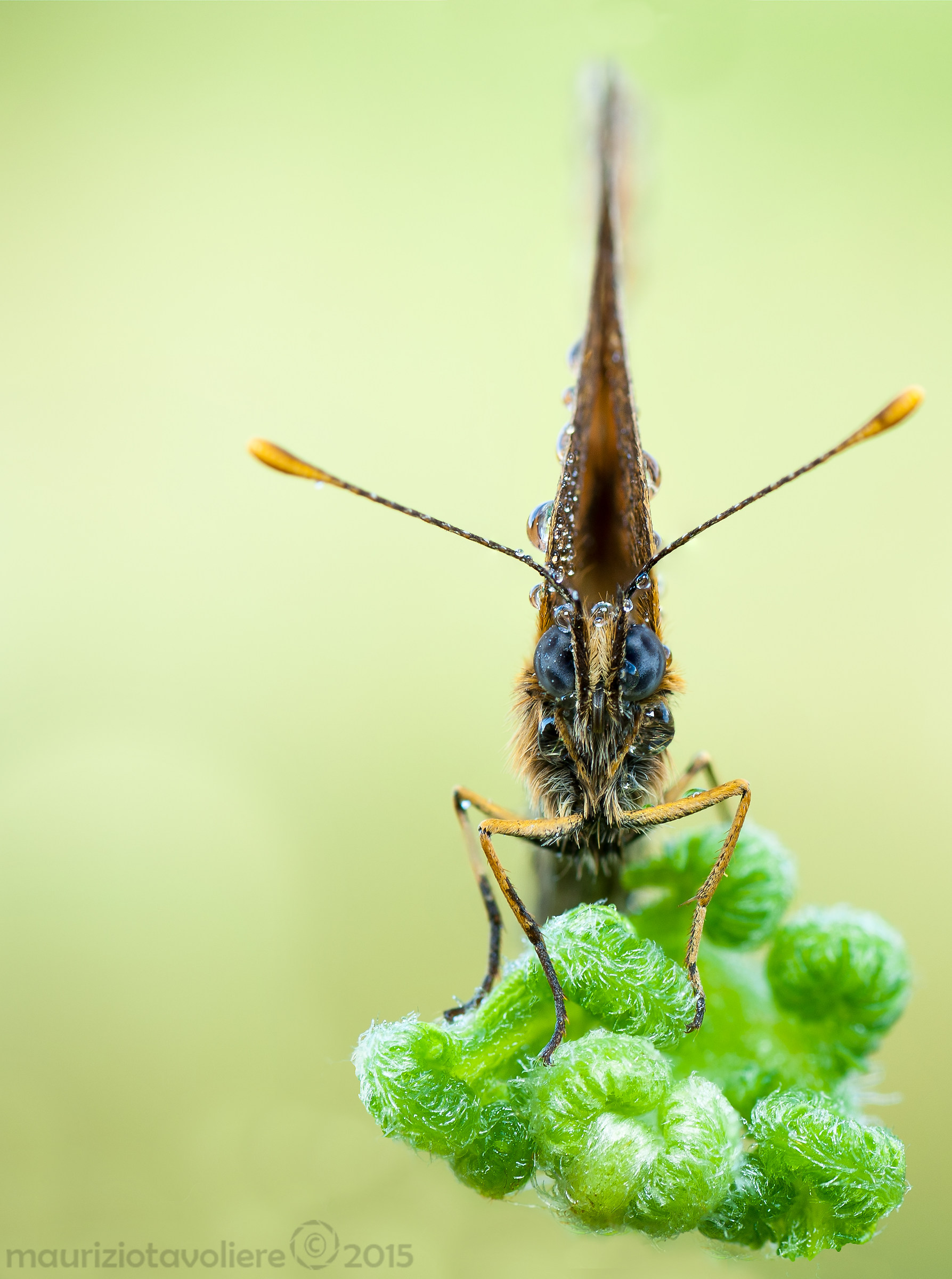Portrait of a butterfly ..