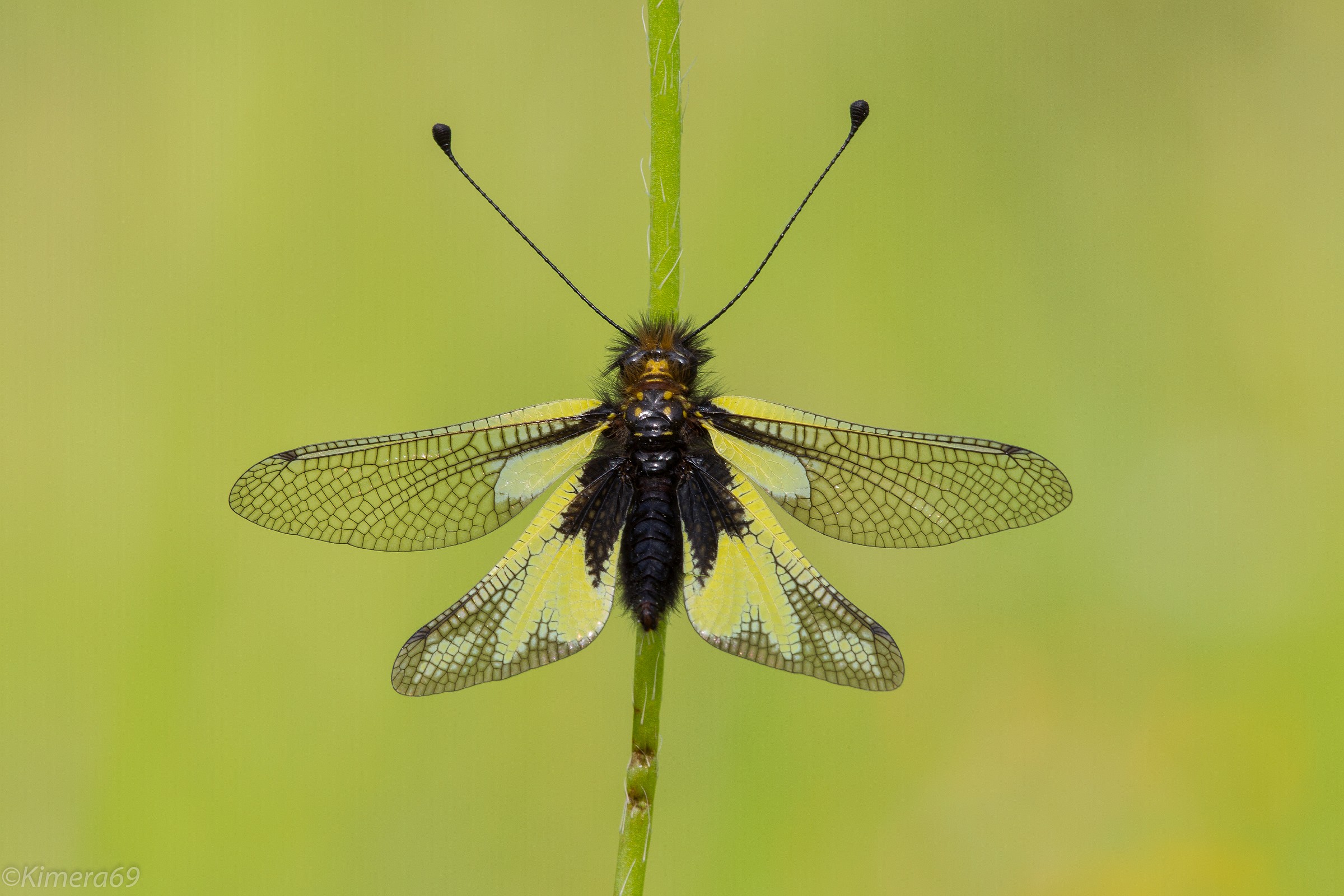 Libelloides coccajus