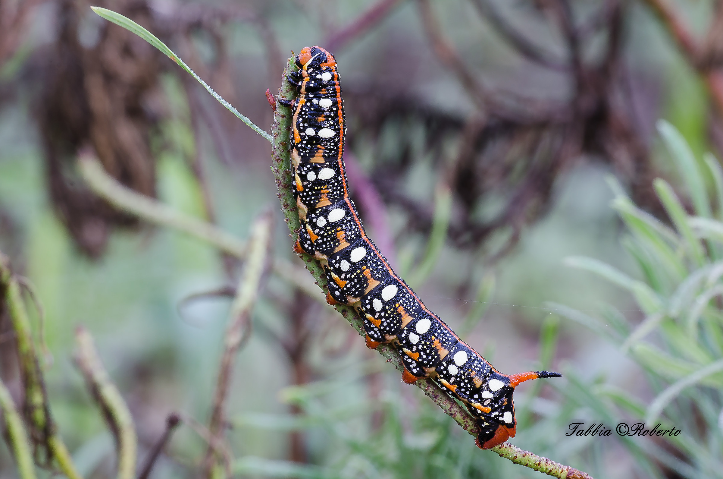 caterpillar