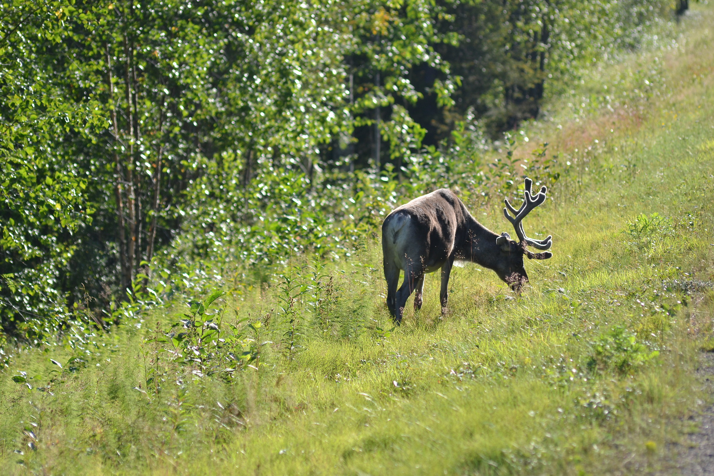 Lapland, way to Levi