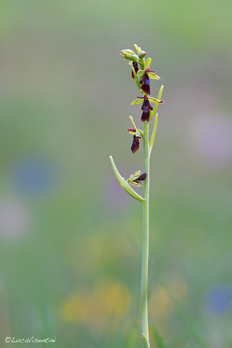 Ophrys insectifera