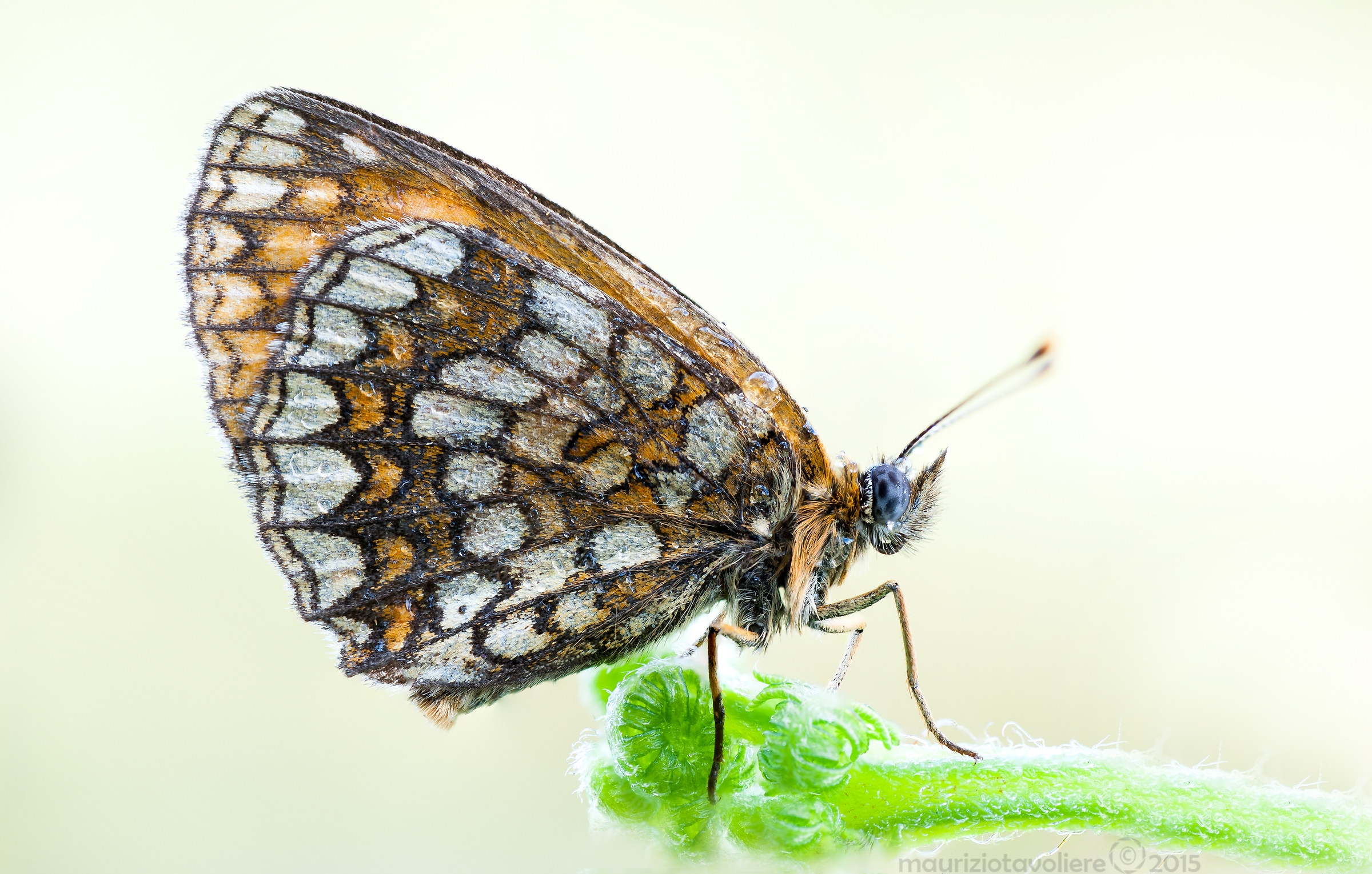 Melitaea Sp. al risveglio ..