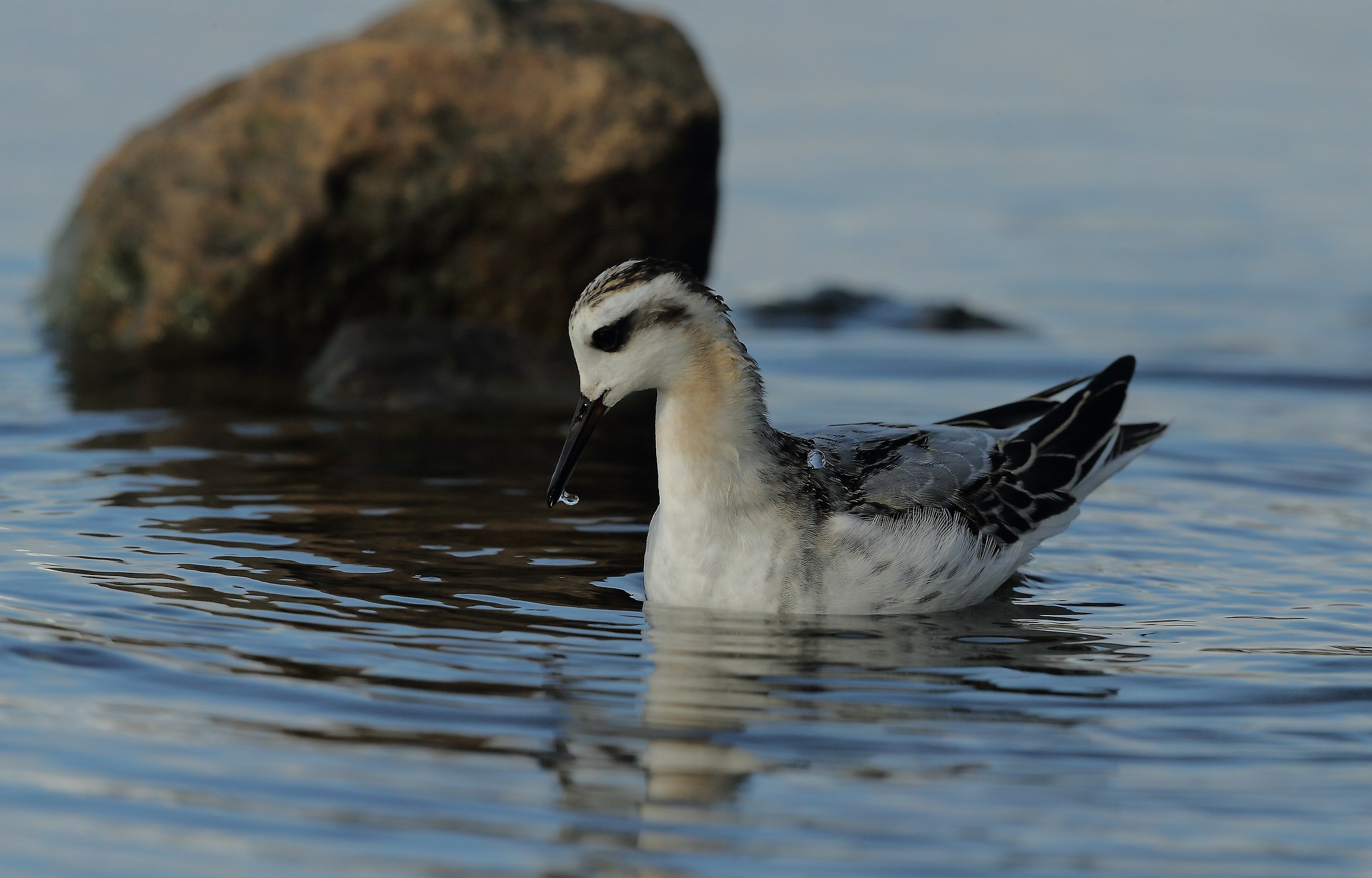 phalarope a bec large