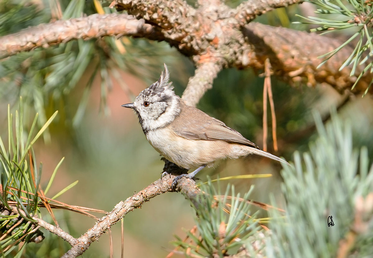 Crested Tit