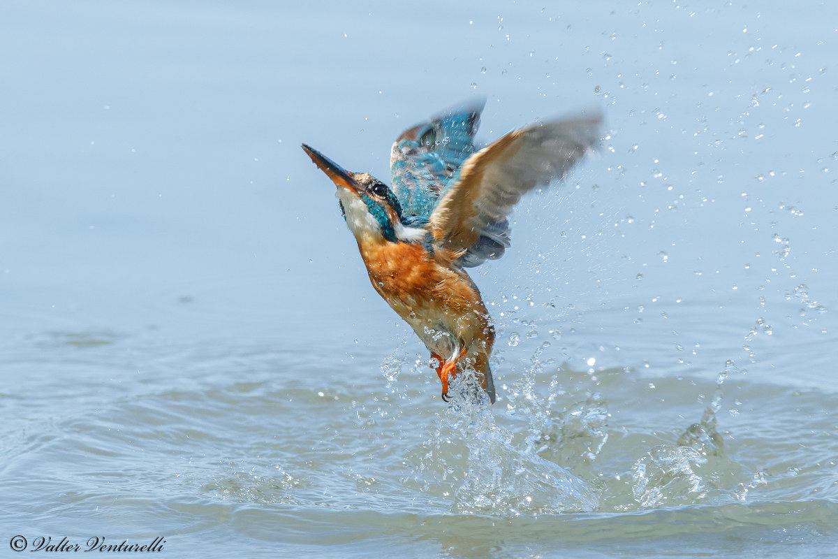 Kingfisher surfaced