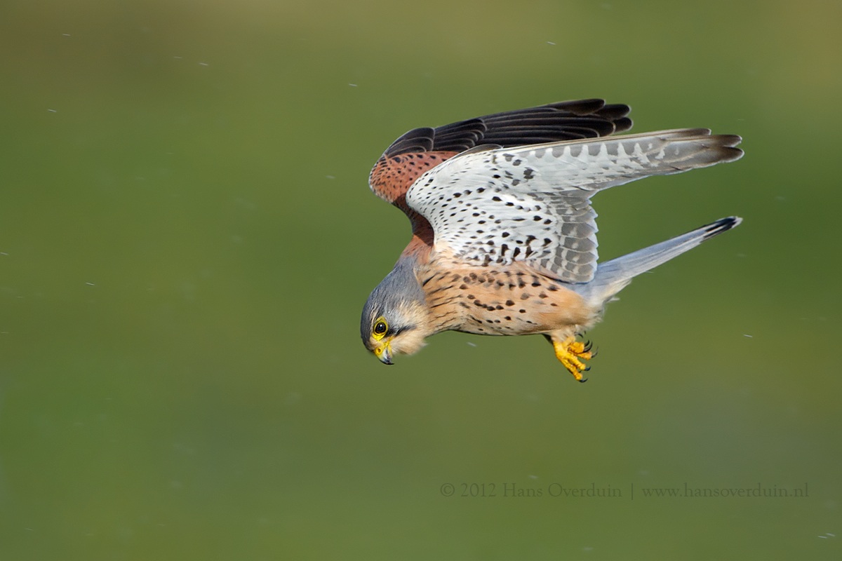 Kestrel