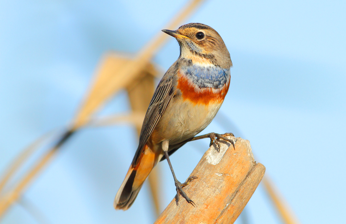 Bluethroat