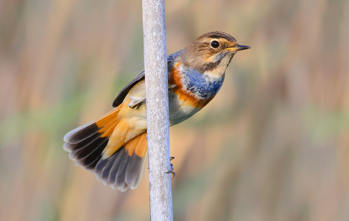 Bluethroat