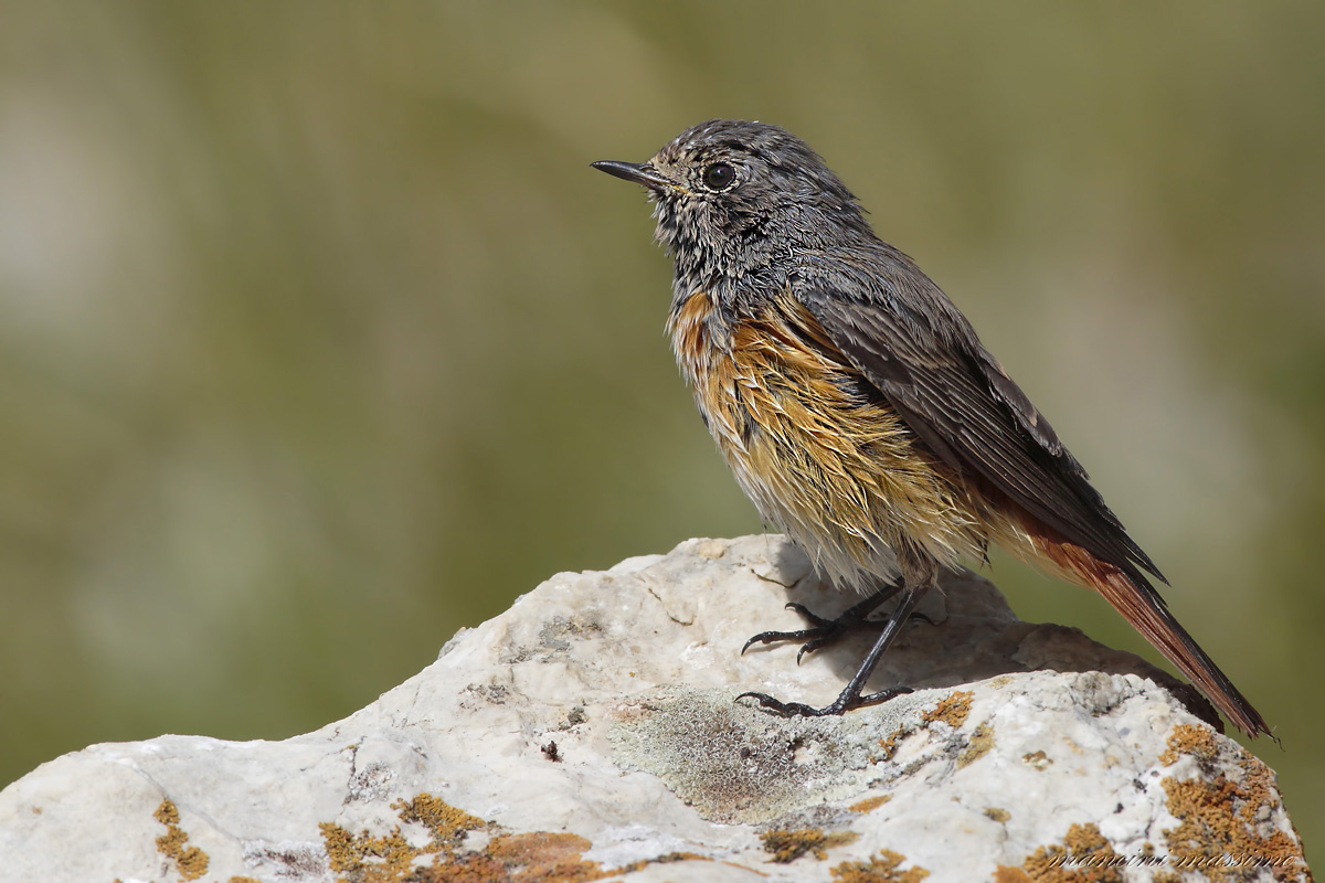 Redstart (Phoenicurus phoenocurus)