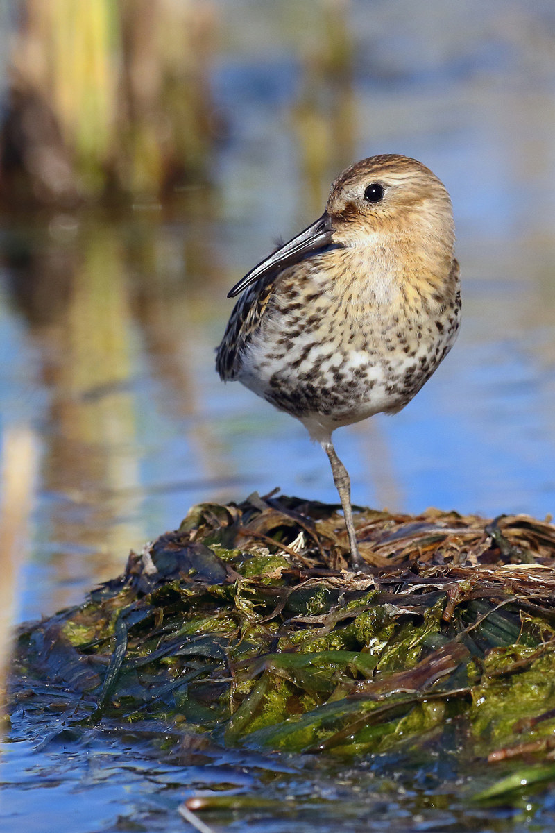 Piovanello pancianera