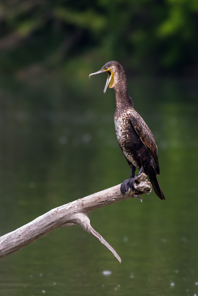 Cormorano