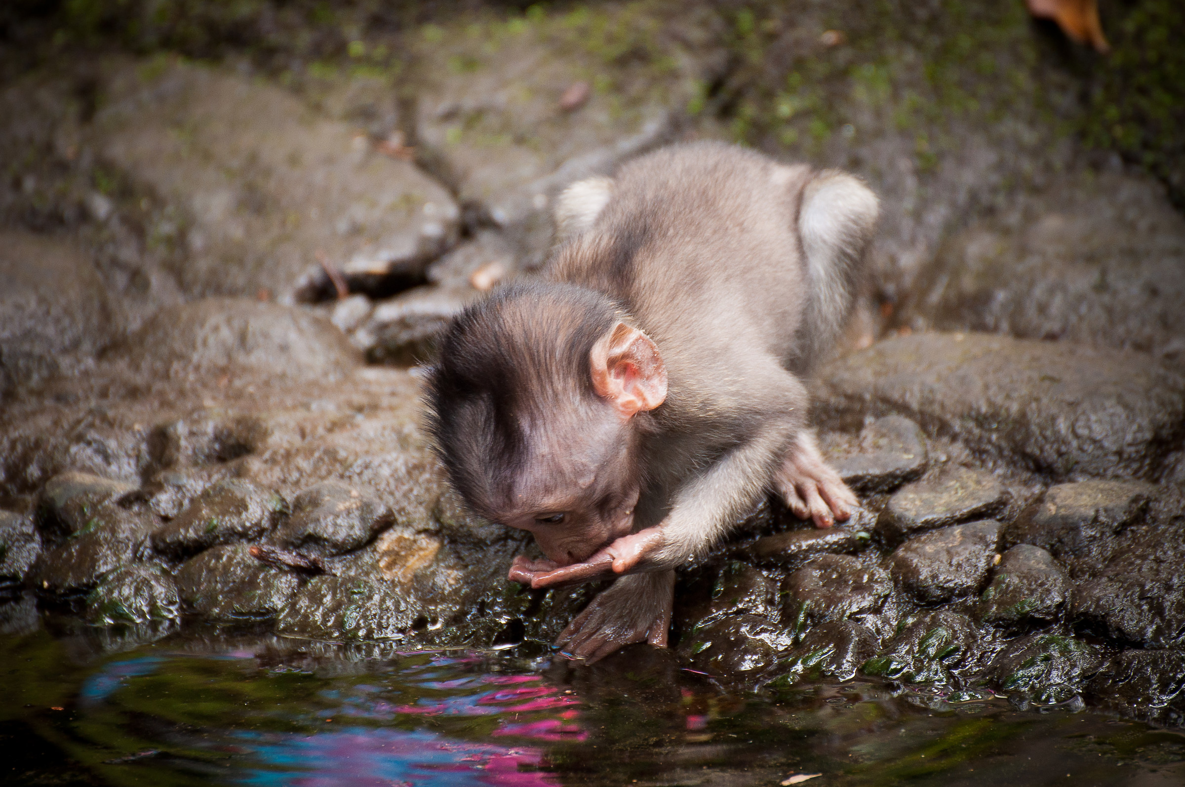 Indonesian tenderness