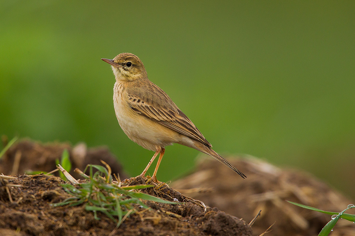 Pipit