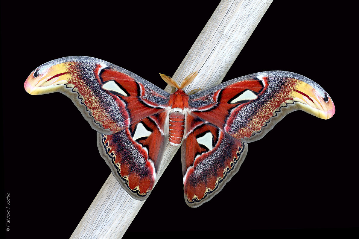 Attacus atlas male