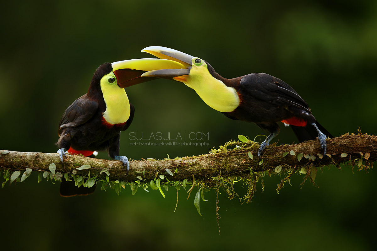 Toucan nero dal becco | Costa Rica