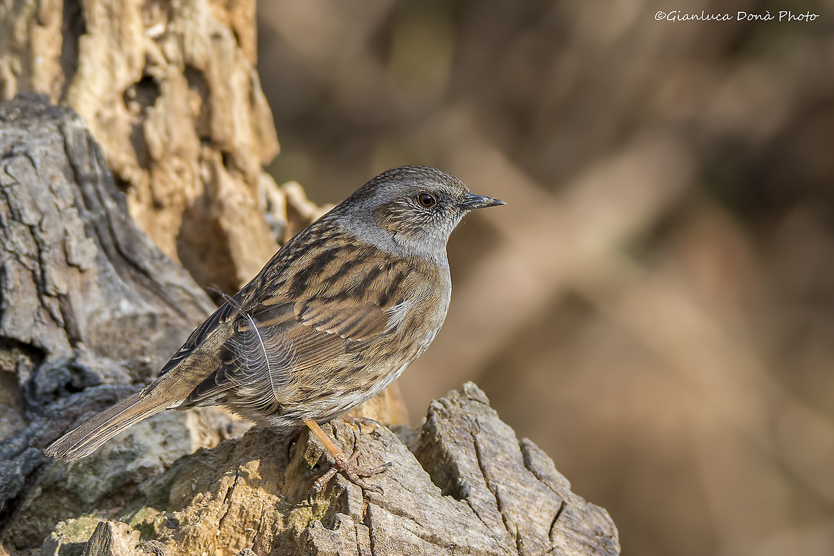 Dunnock ... with plumule
