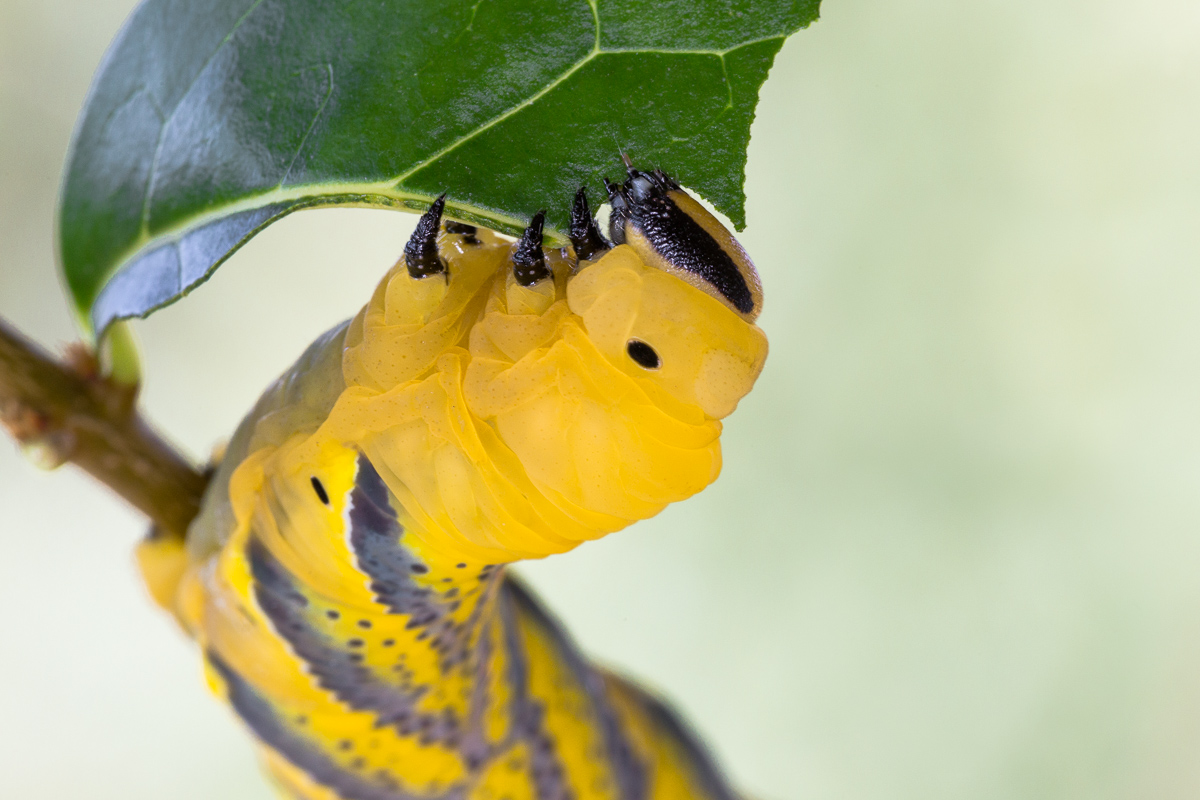 Sfinge testa di morto - bruco maturo...