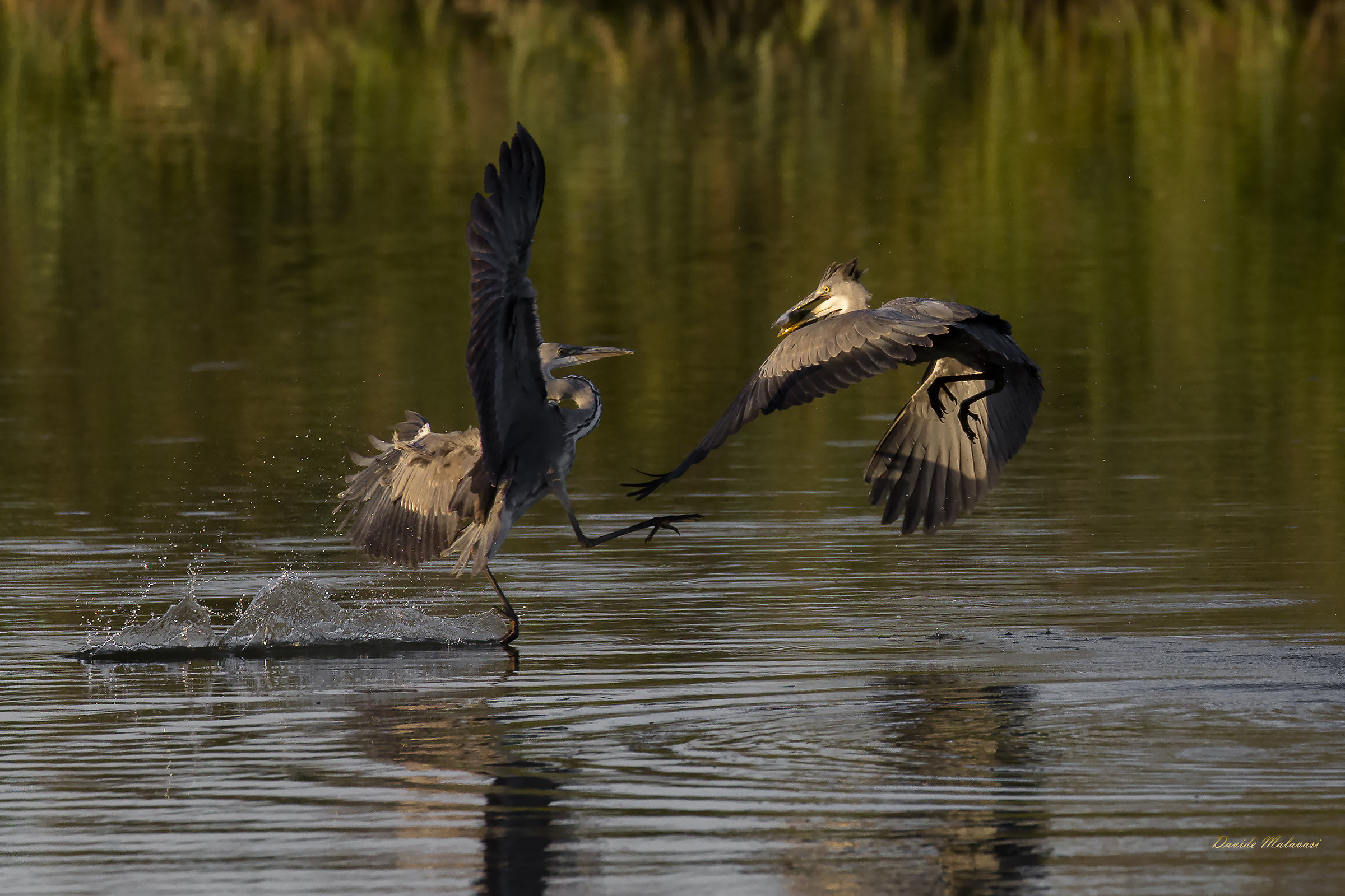 litigio per un Carassio