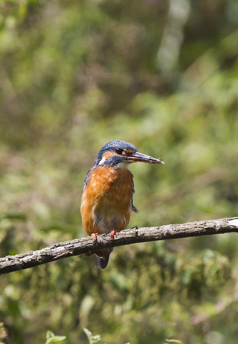 Kingfisher