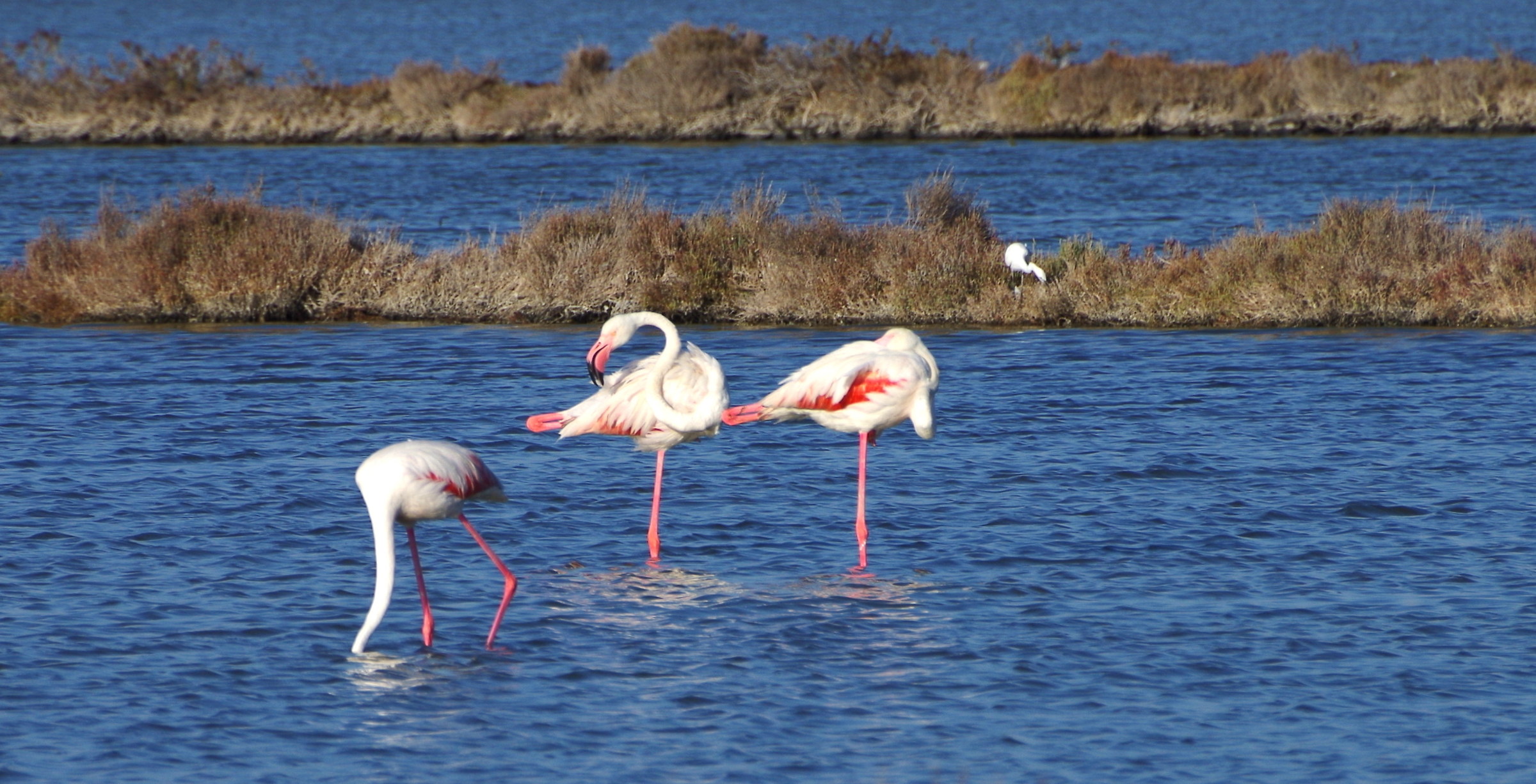 flamingos