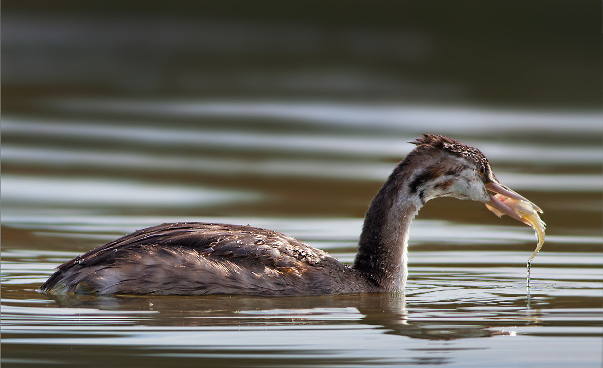 Grebe with prey