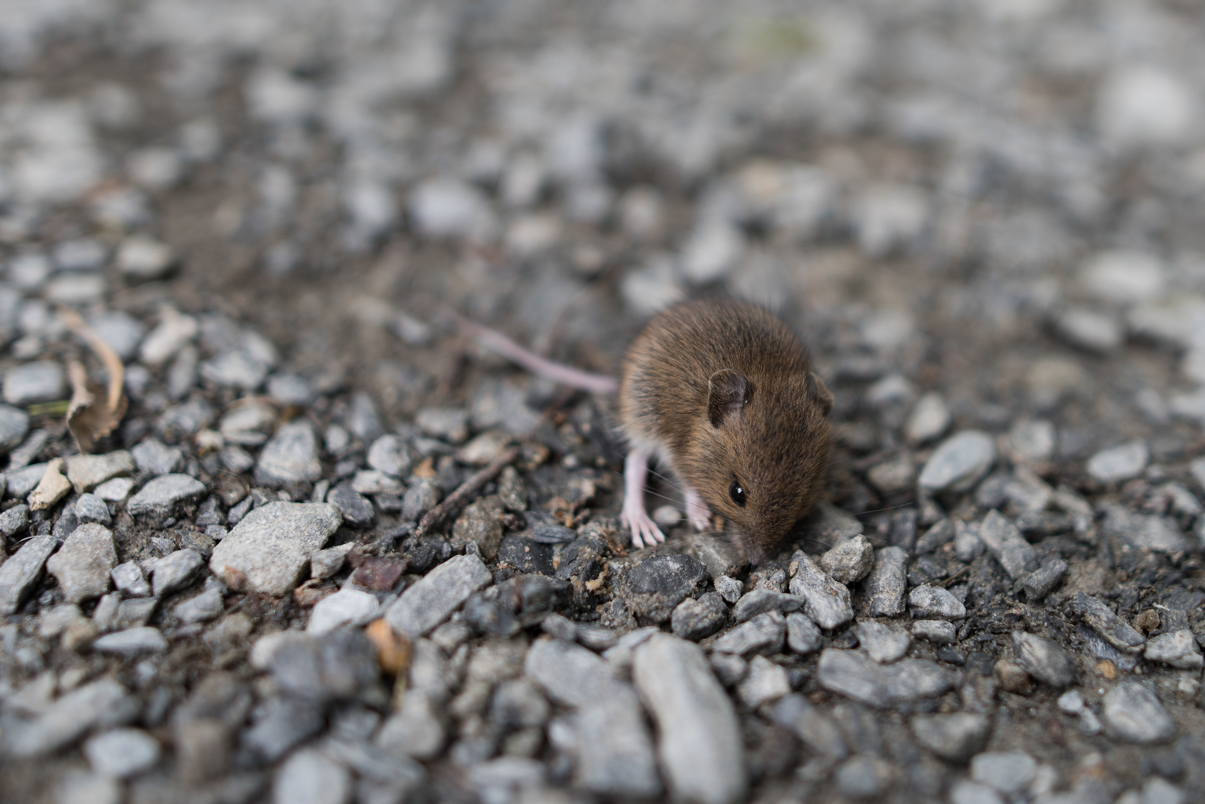 Please do not step on me