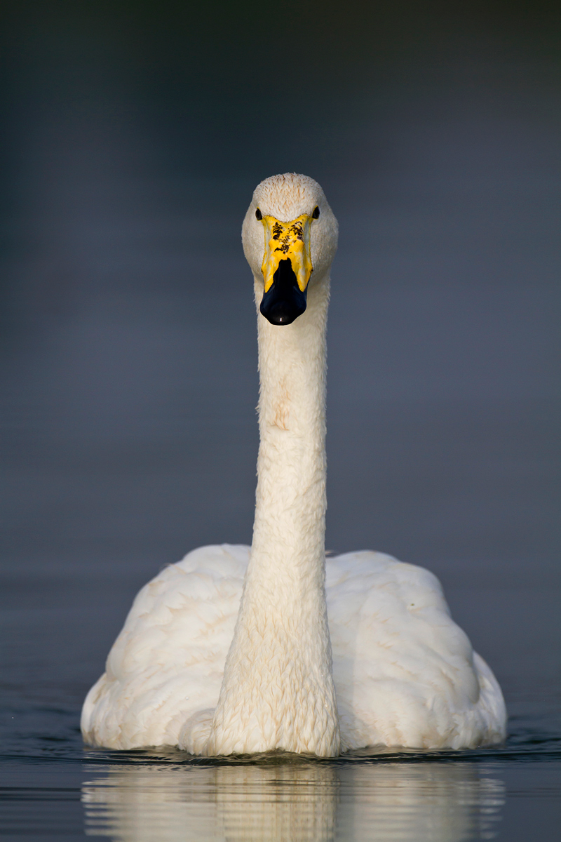 Whooper Swan