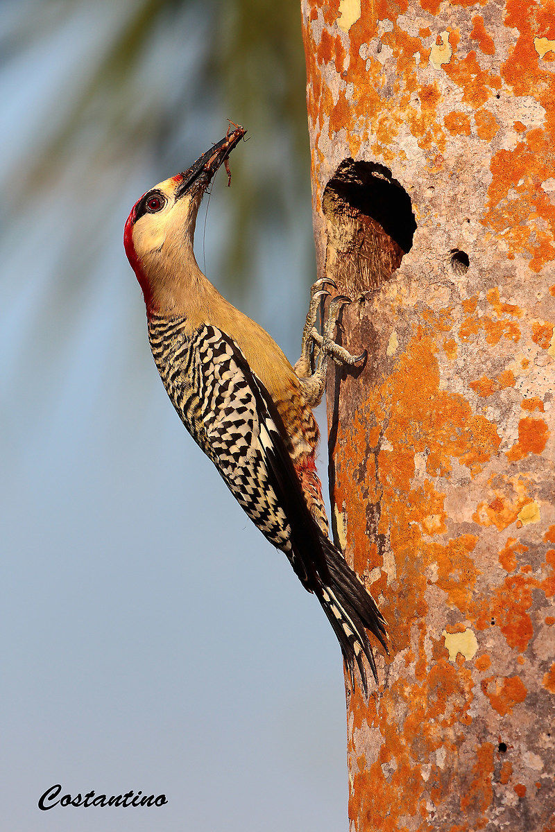 Picchio pancia rossa (Melanerpes supercilaris )