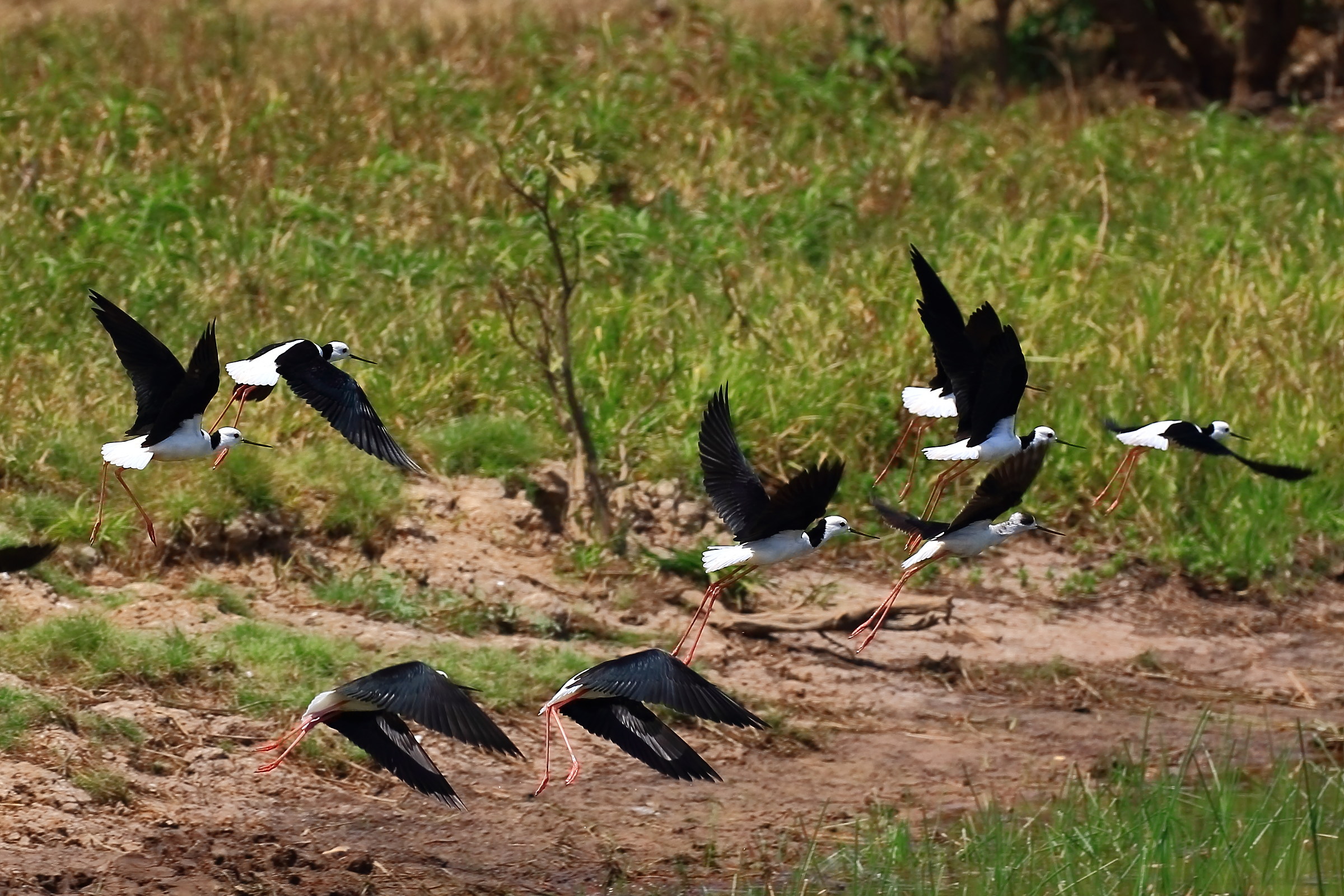 Black-winged Stilts taking flight.