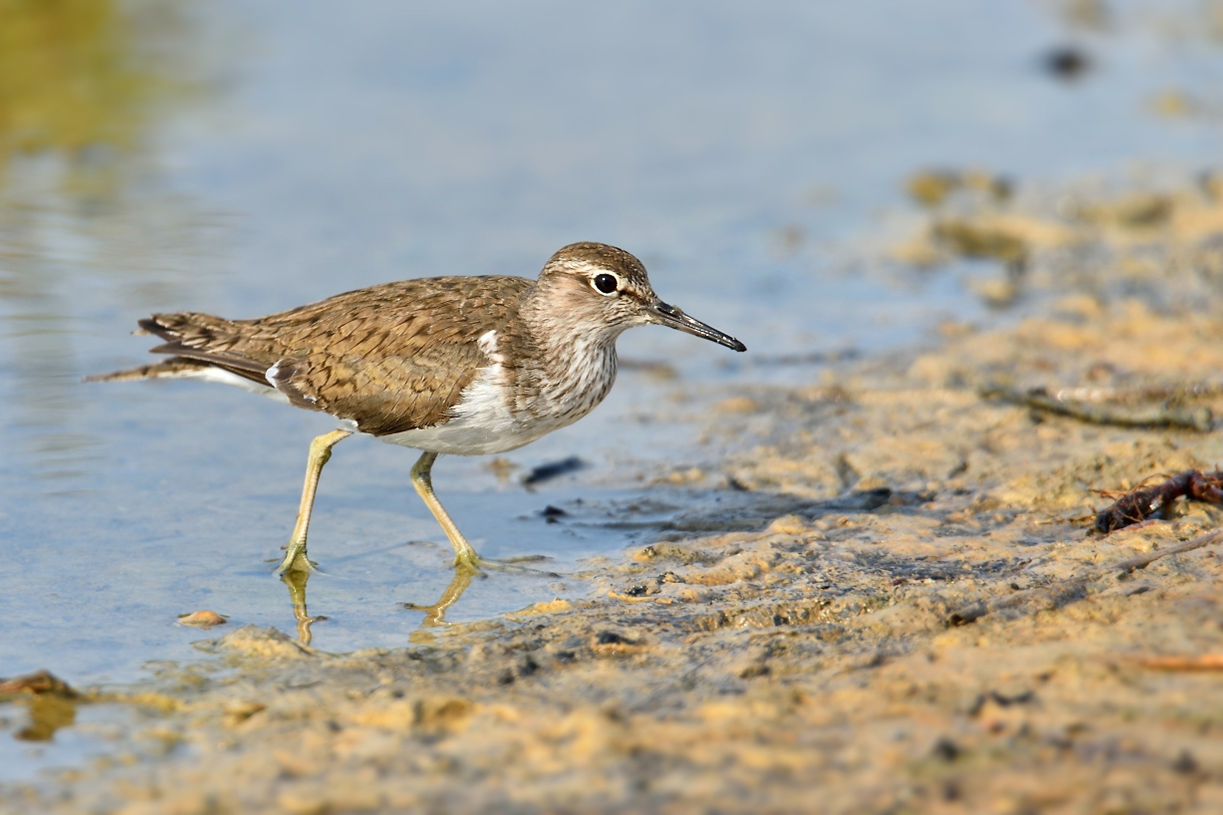 Piropiro piccolo (Actitis hypoleucos)