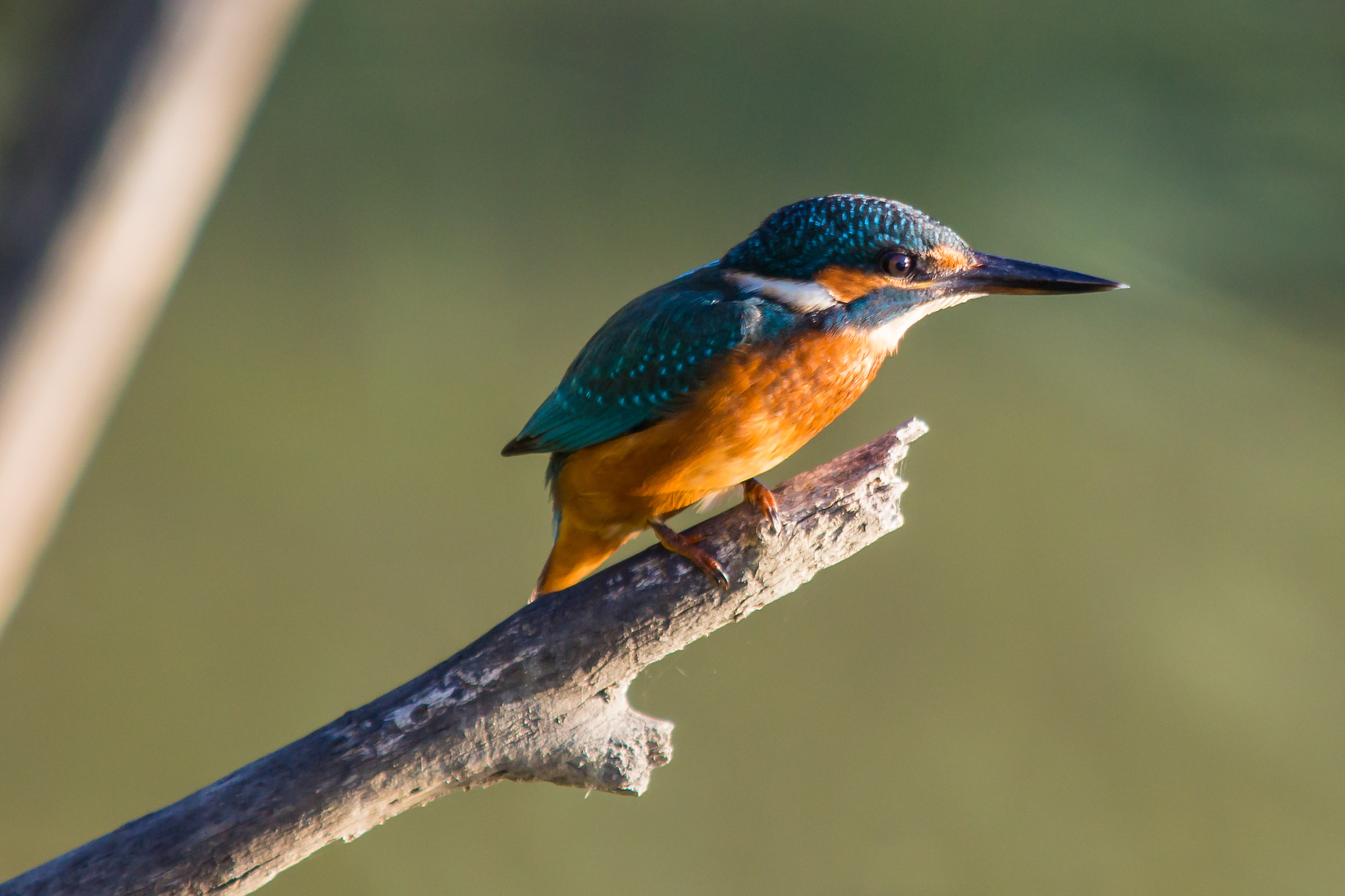 Kingfisher