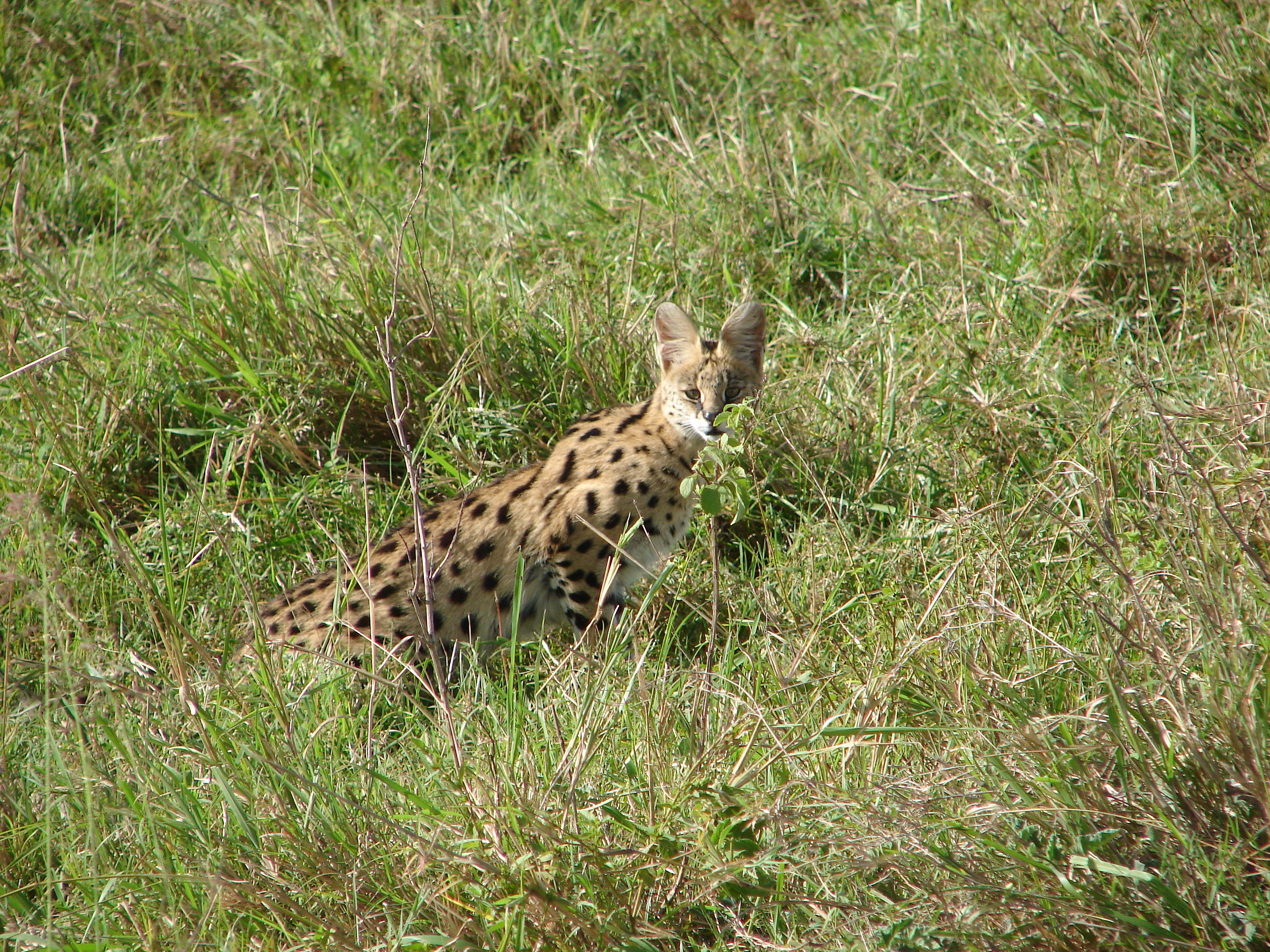 Masai Mara, serval