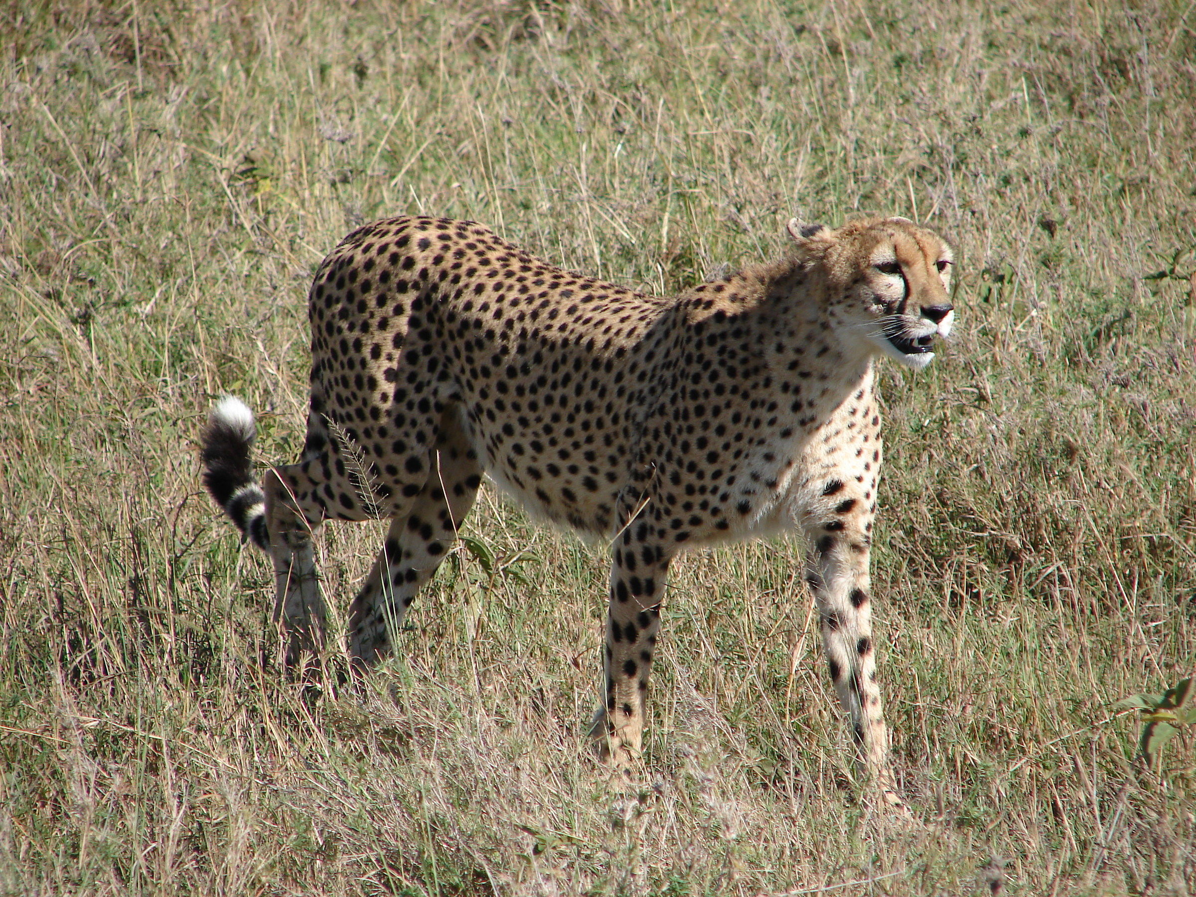Masai Mara. Ghepardo
