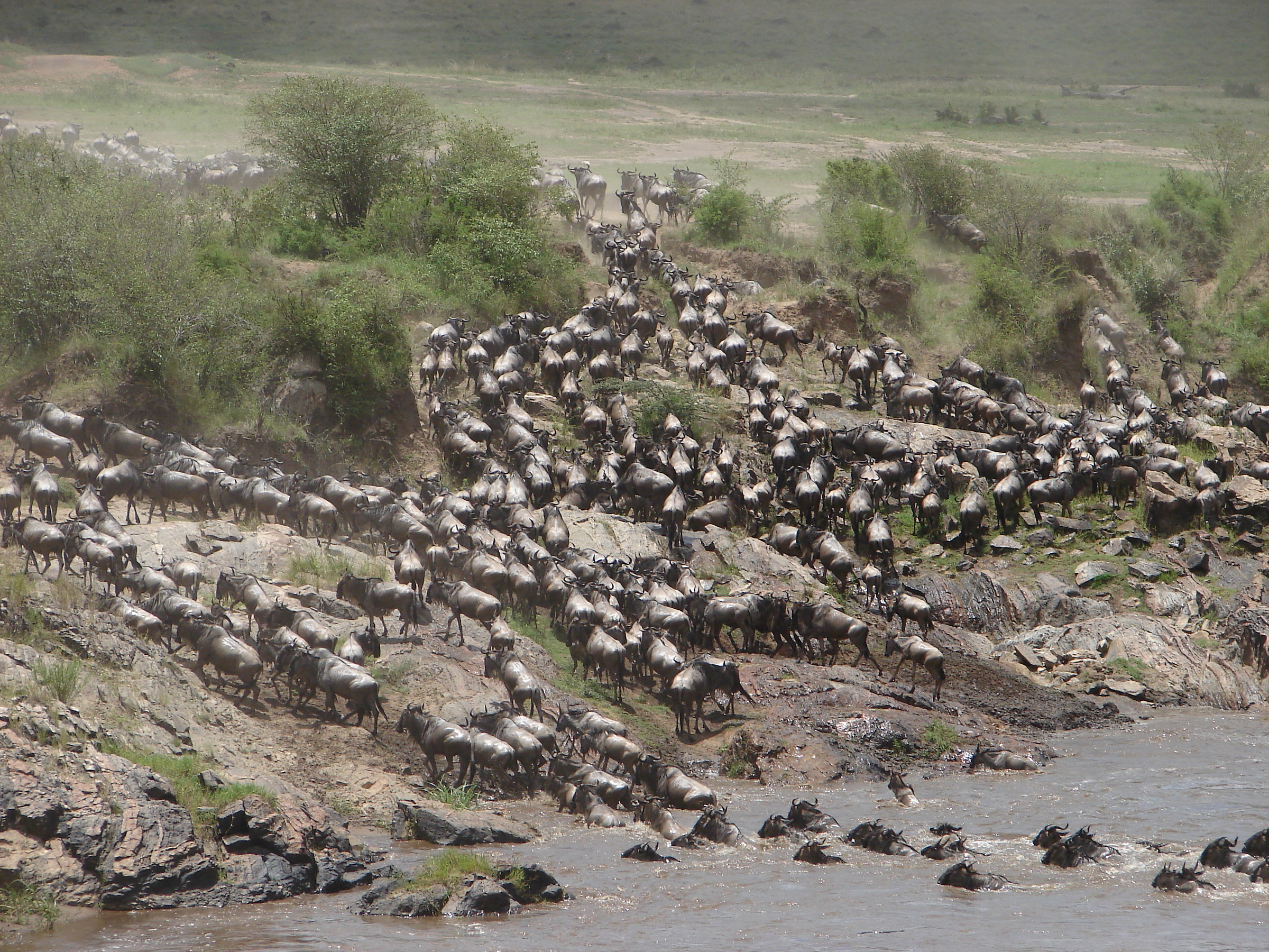 Kenya Masai Mara. Attraversamento del fiume Mara