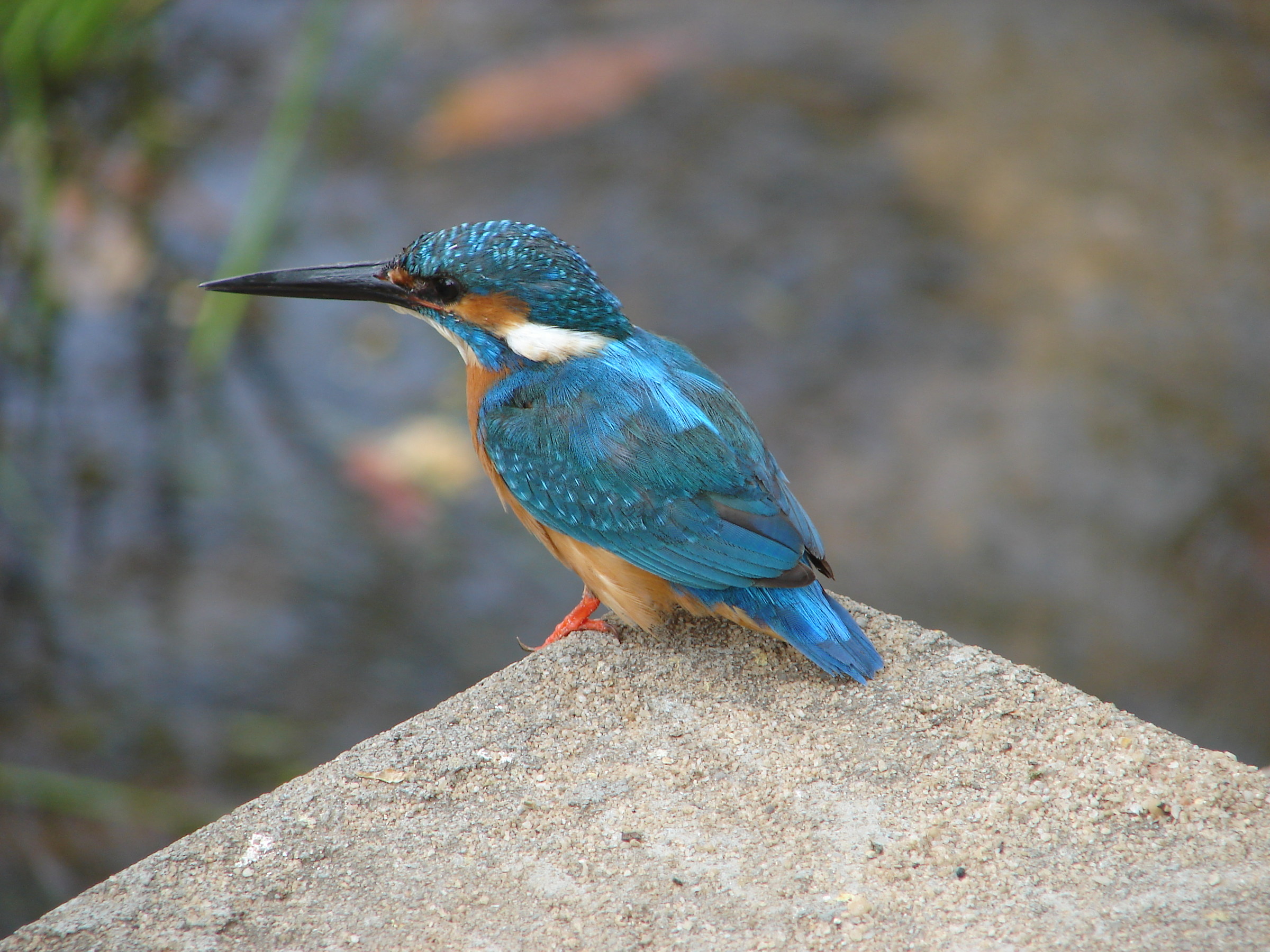 Kingfisher