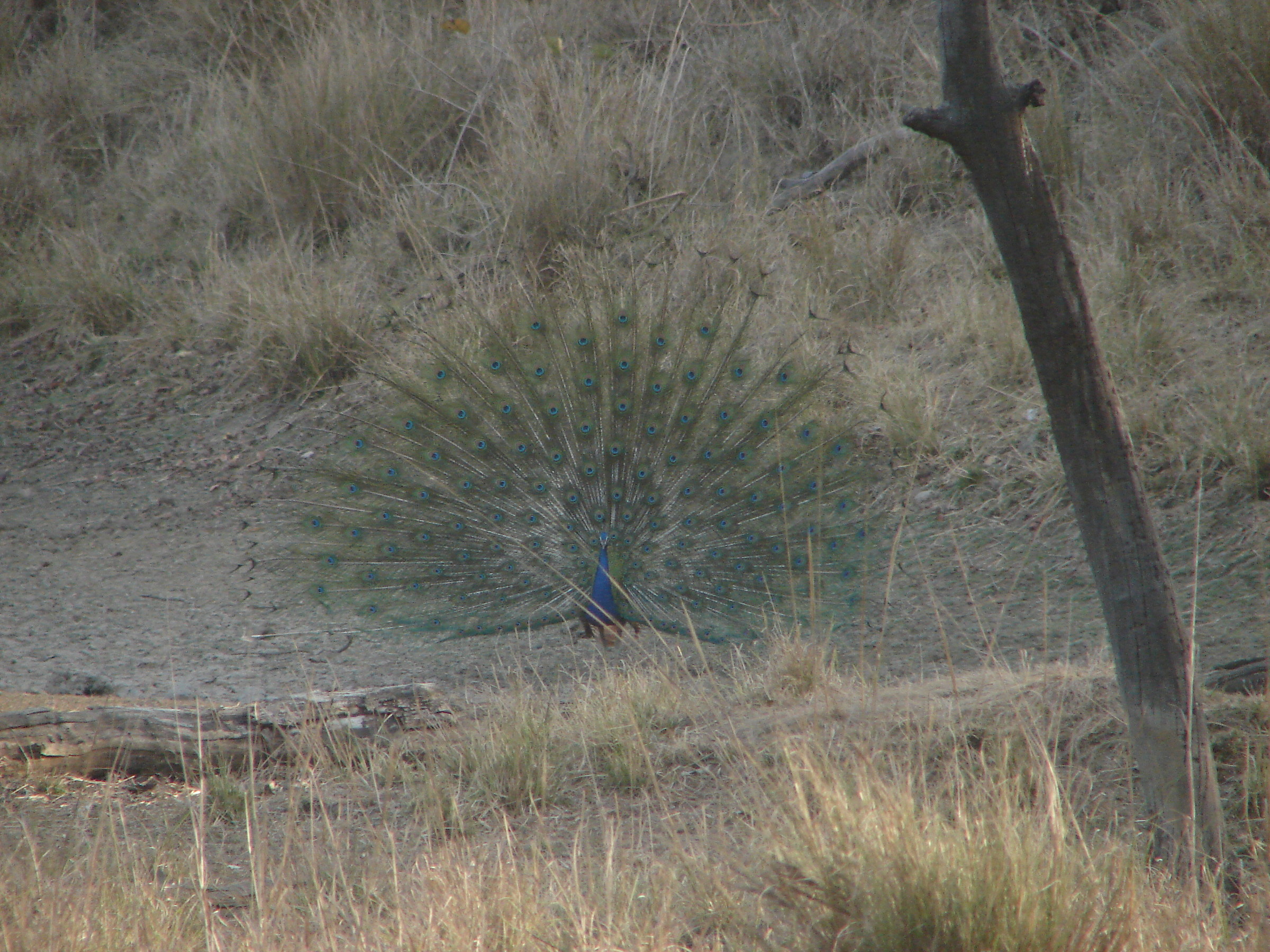Pavone. Kanha national park