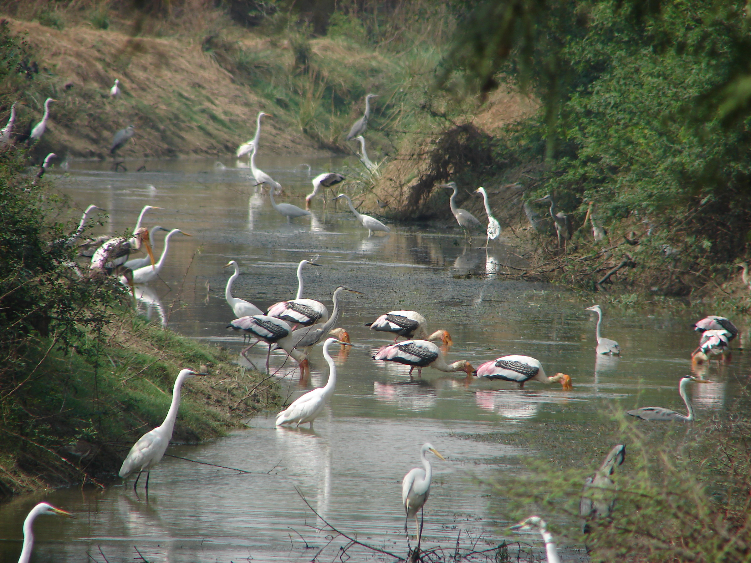 Barapthur: Keoladeo National Park