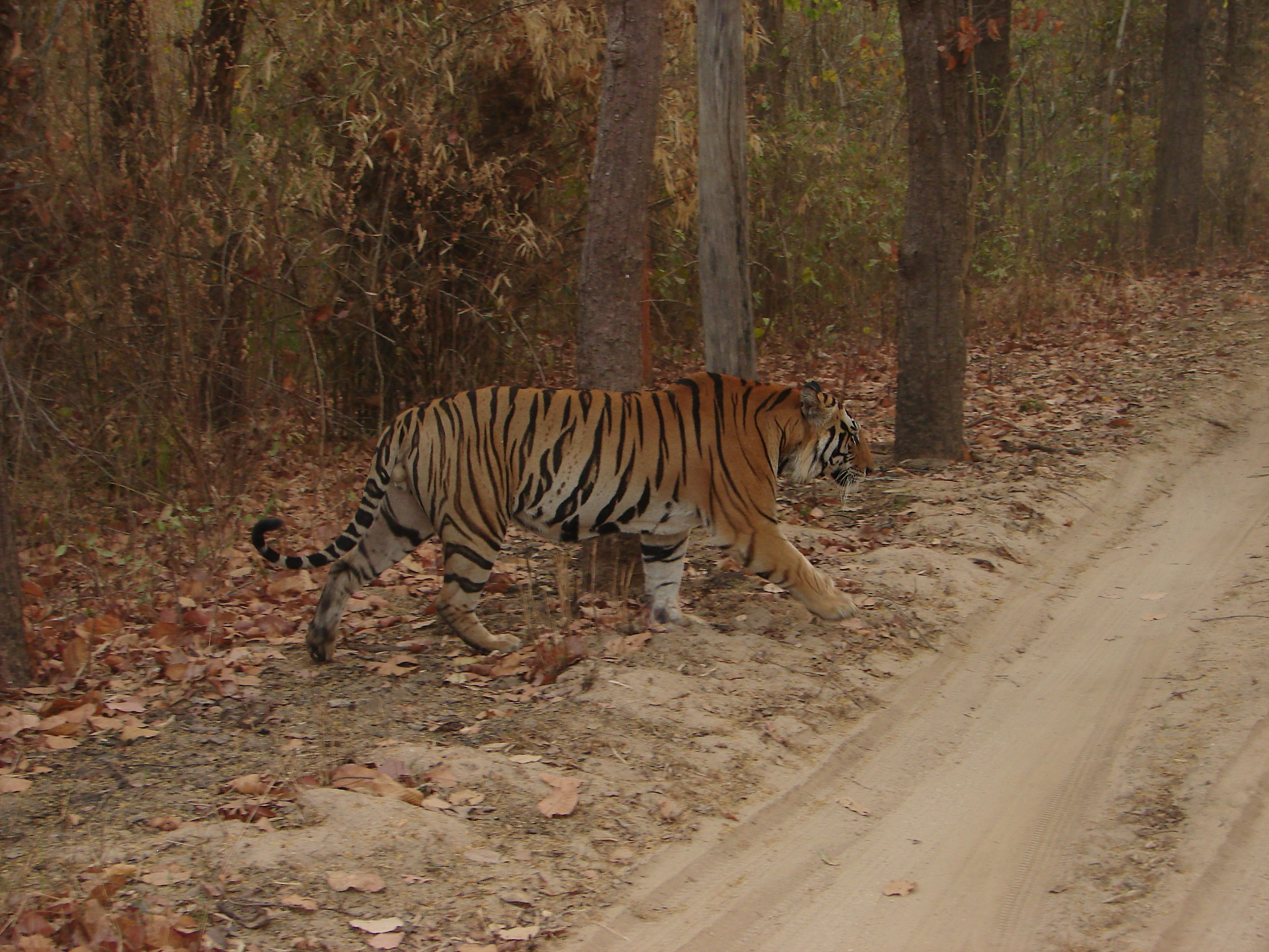 Kanha National Park: the big bad