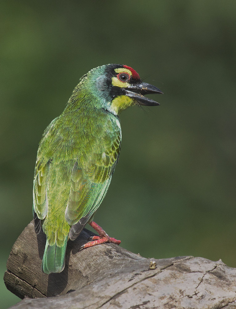 Coppersmith Barbet #2.