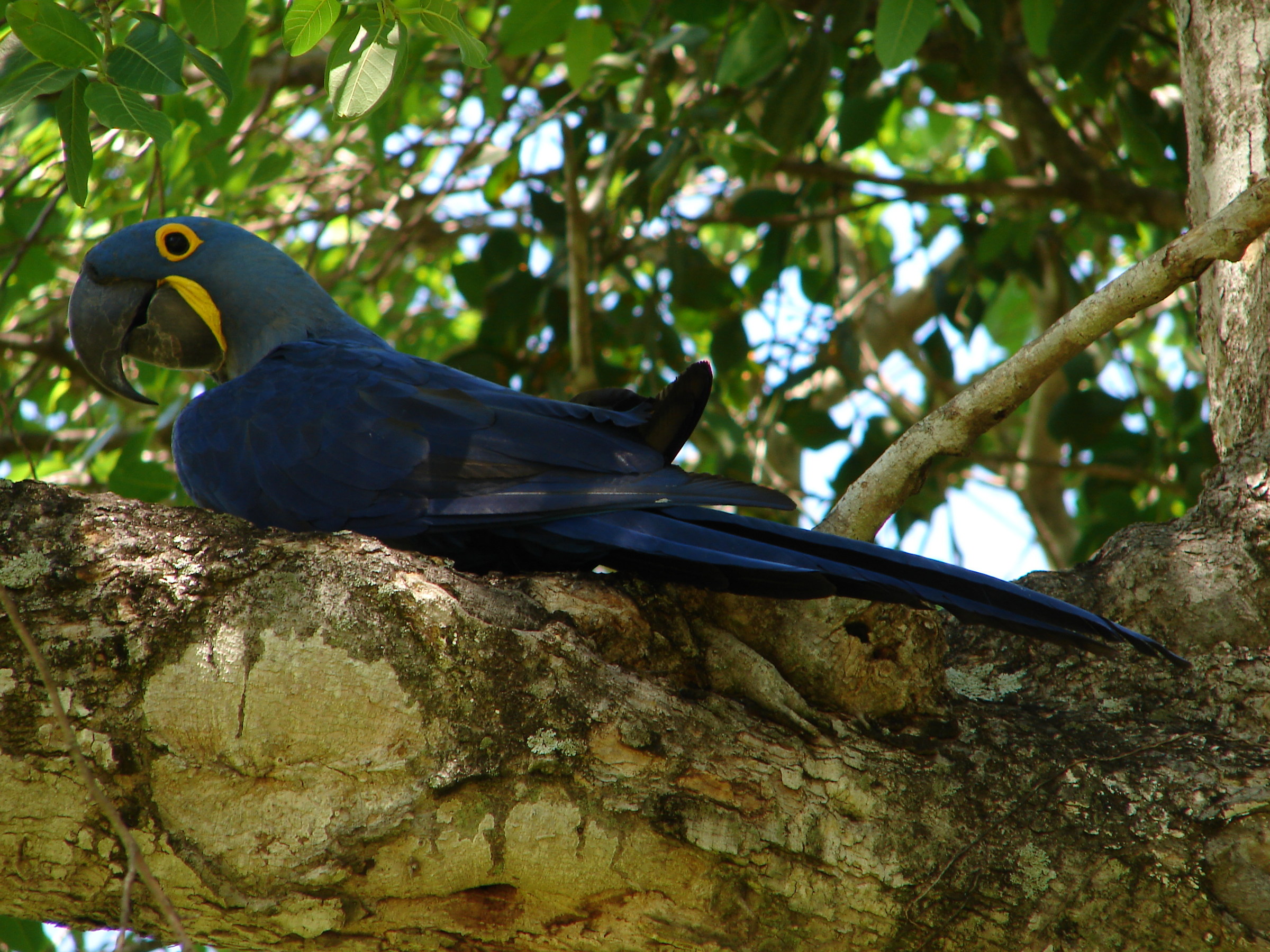 Pantanal. Mato Grosso do sul. Ara azul