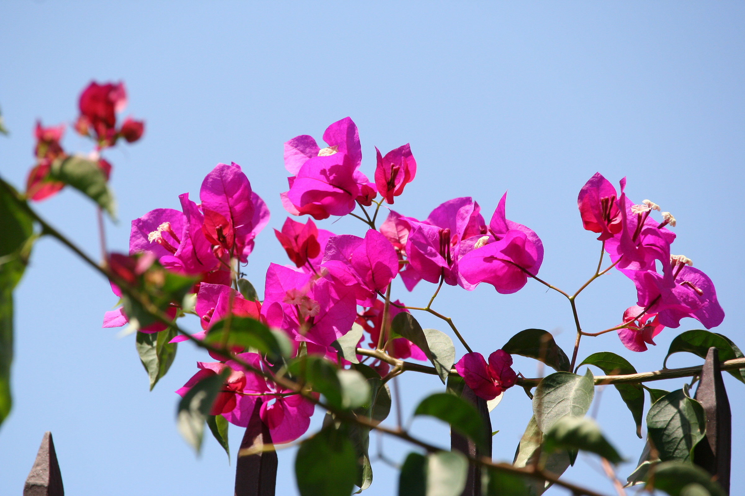 Bougainvillea