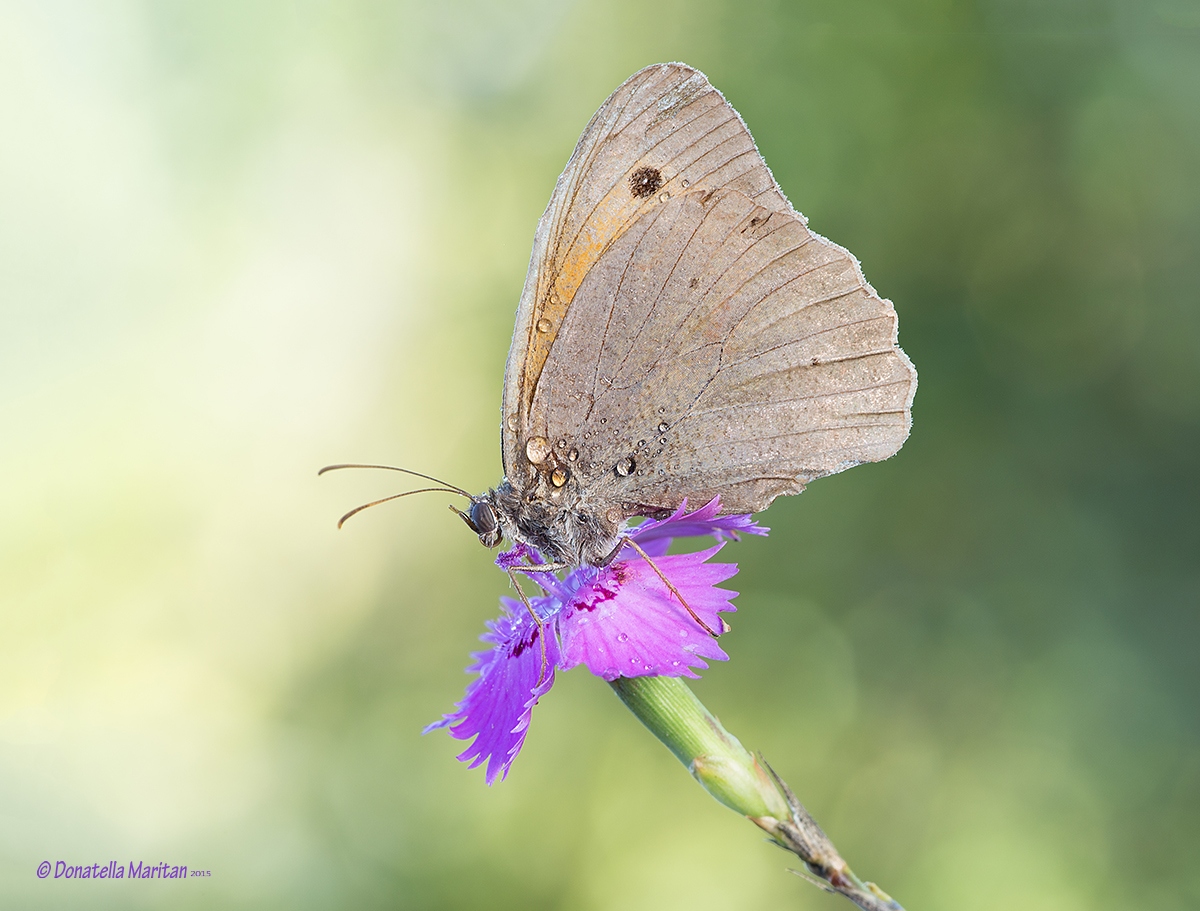 Coenonympha